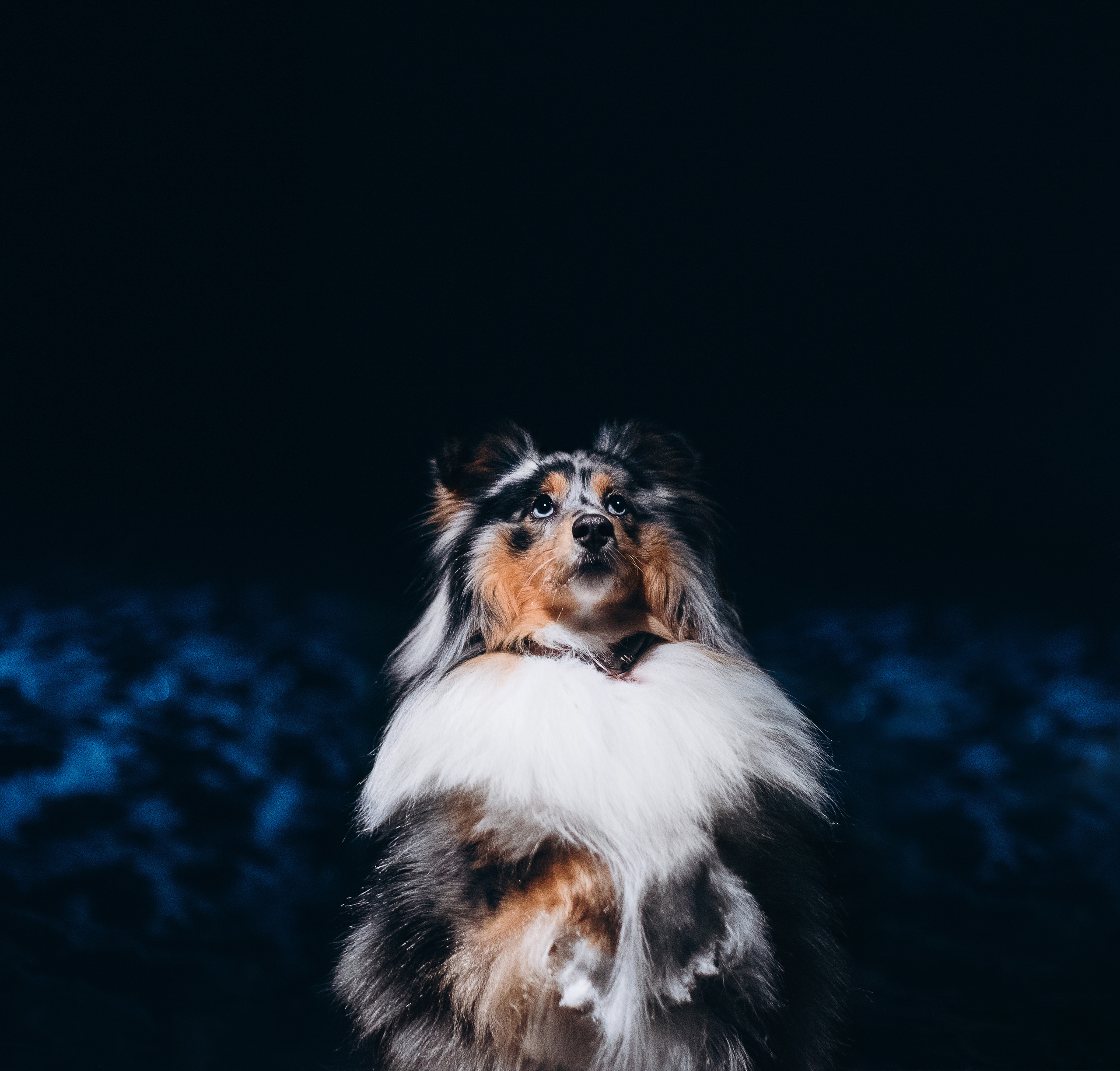 Шелти Расс. Портфолио