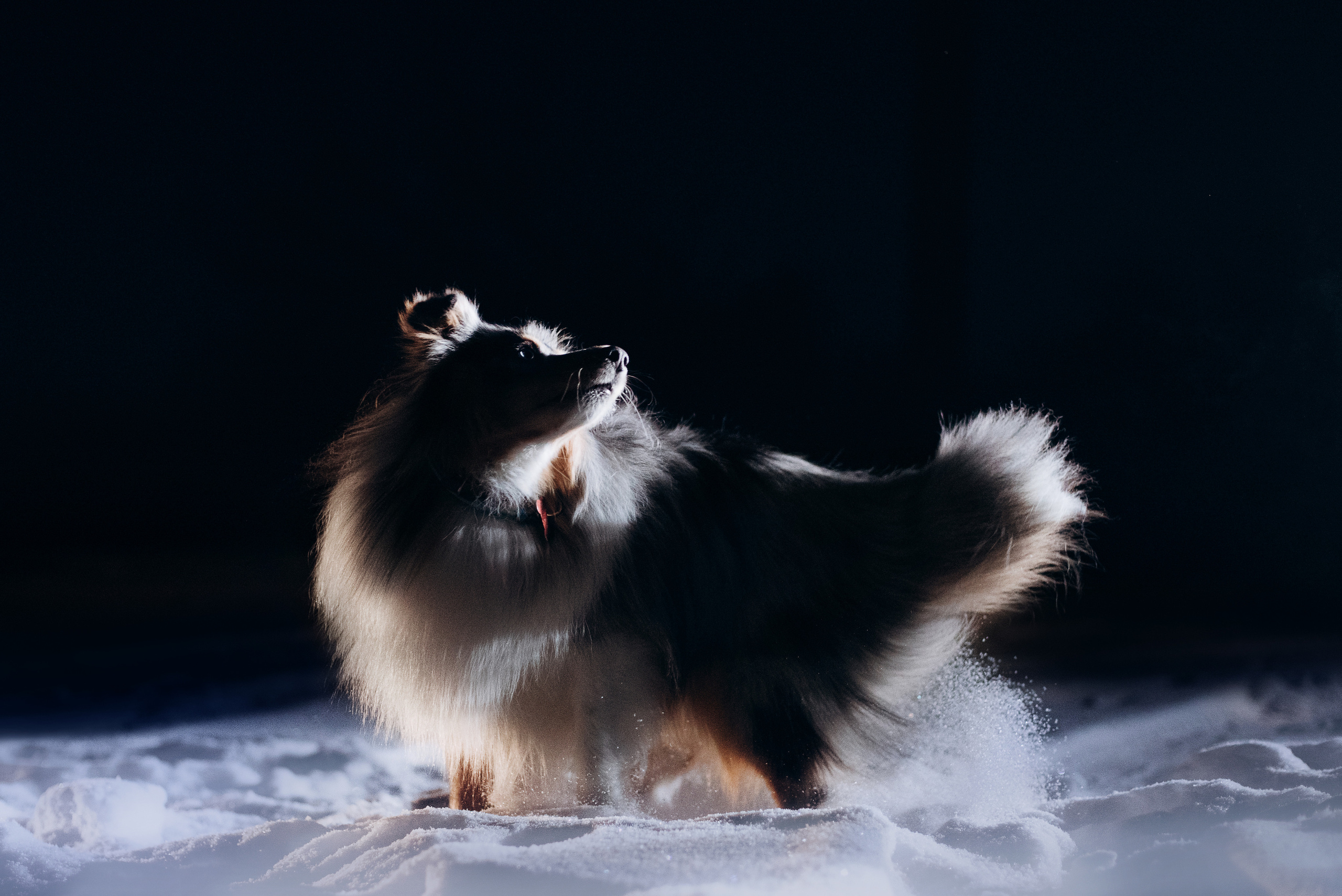 Шелти Расс. Портфолио