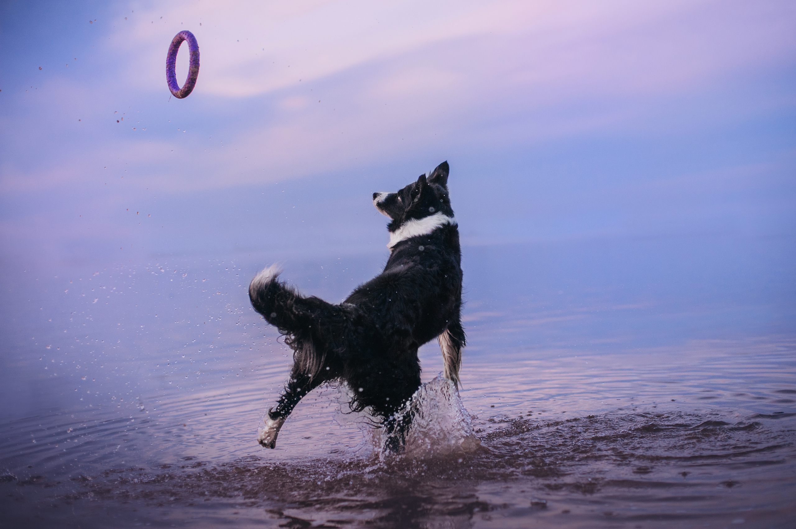 Бордер-колли Юппи, овчар Тайфун, Наташа и Дима. Портфолио