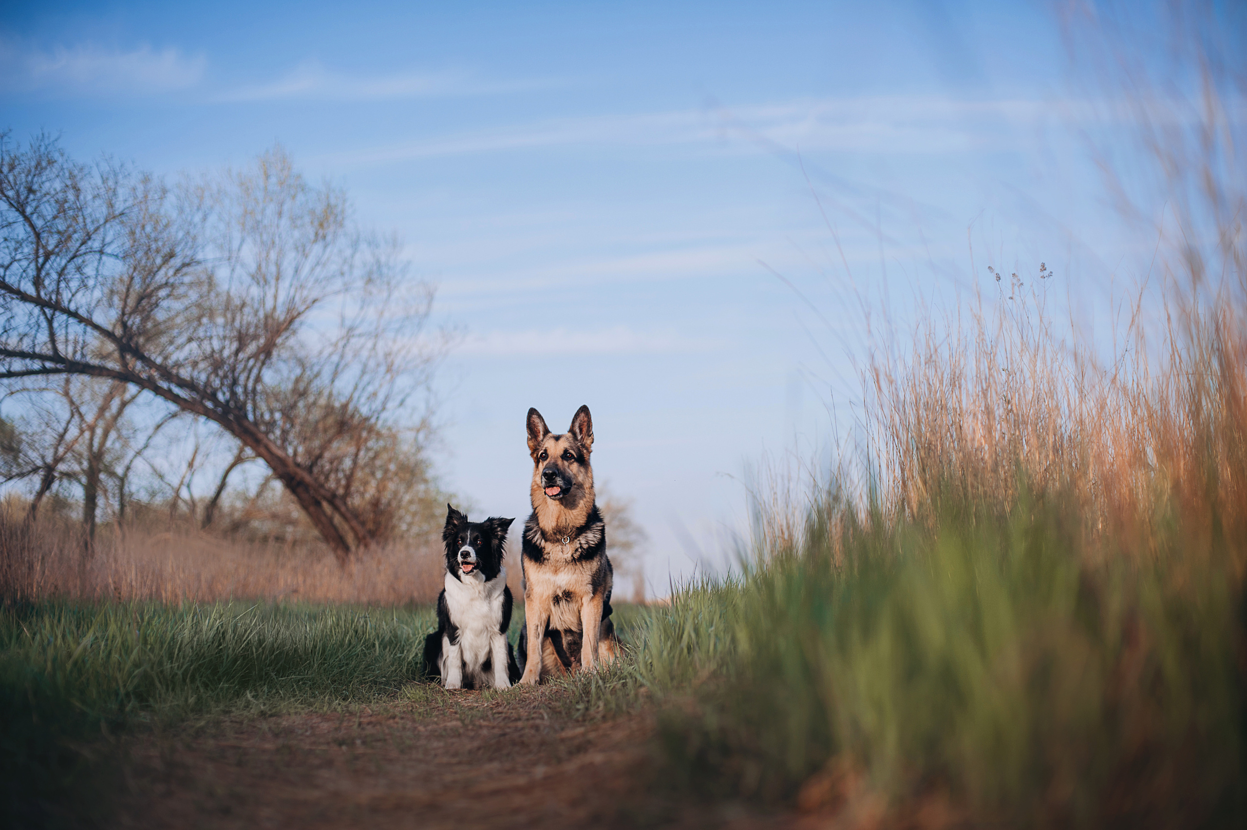 Бордер-колли Юппи, овчар Тайфун, Наташа и Дима. Портфолио