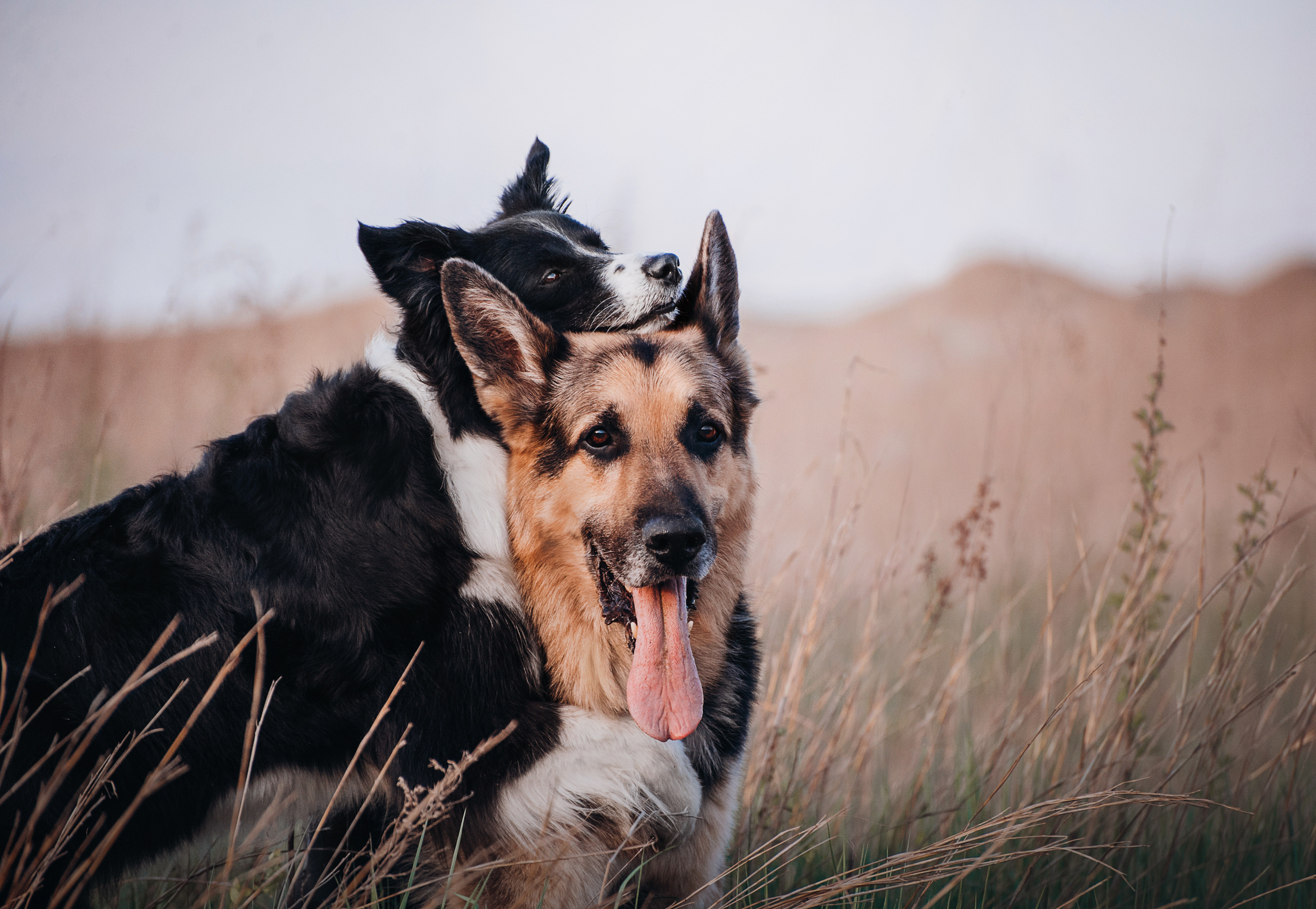 Бордер-колли Юппи, овчар Тайфун, Наташа и Дима. Портфолио