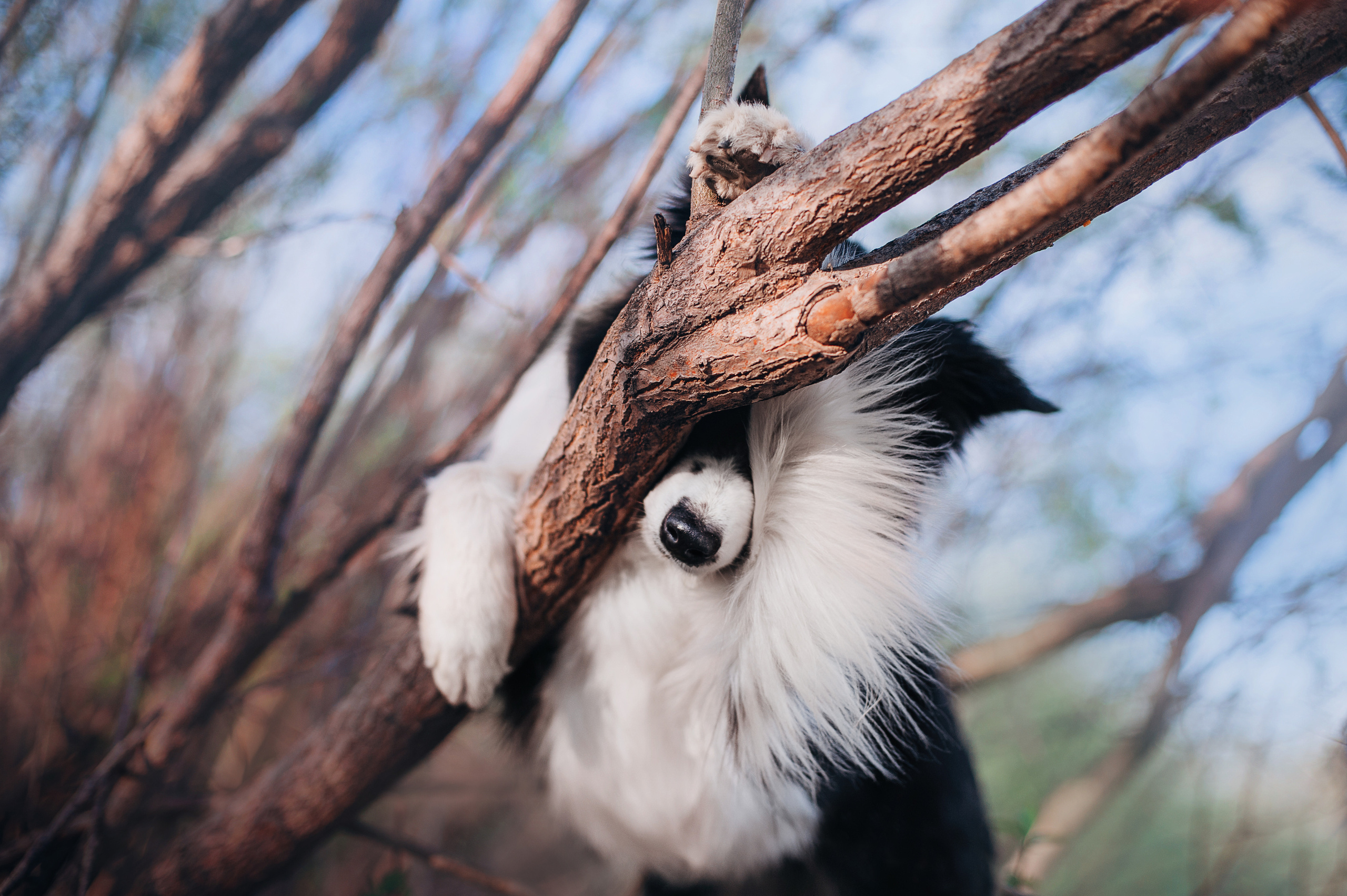 Бордер-колли Юппи, овчар Тайфун, Наташа и Дима. Портфолио