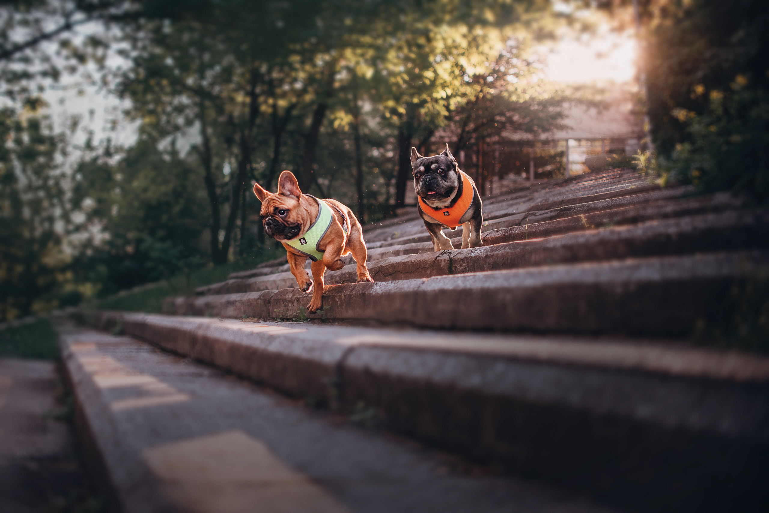 Рассвет в городе: французские бульдоги Лео и Фрэнк и Алена. Портфолио