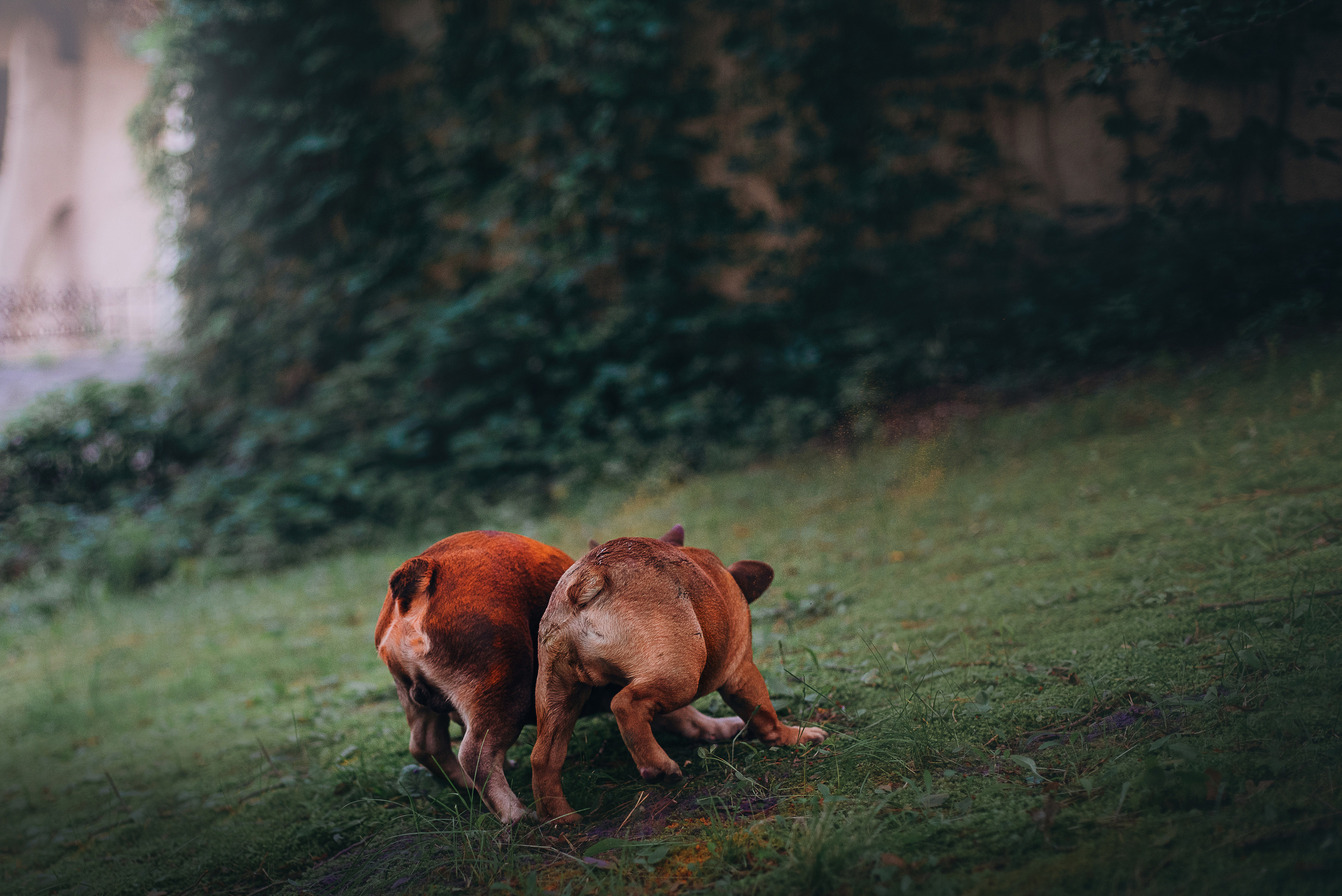 Рассвет в городе: французские бульдоги Лео и Фрэнк и Алена. Портфолио