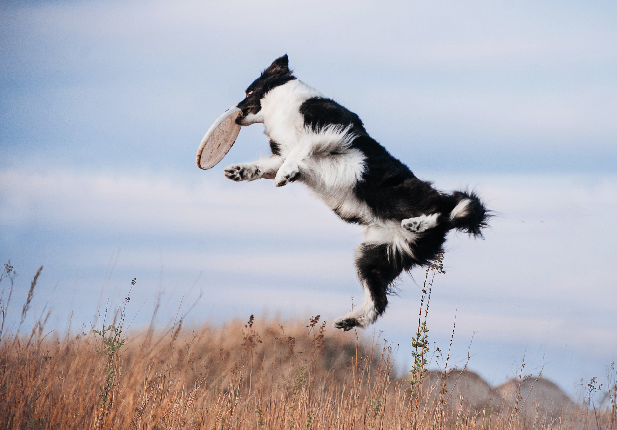 Бордер-колли Юппи, овчар Тайфун, Наташа и Дима. Портфолио