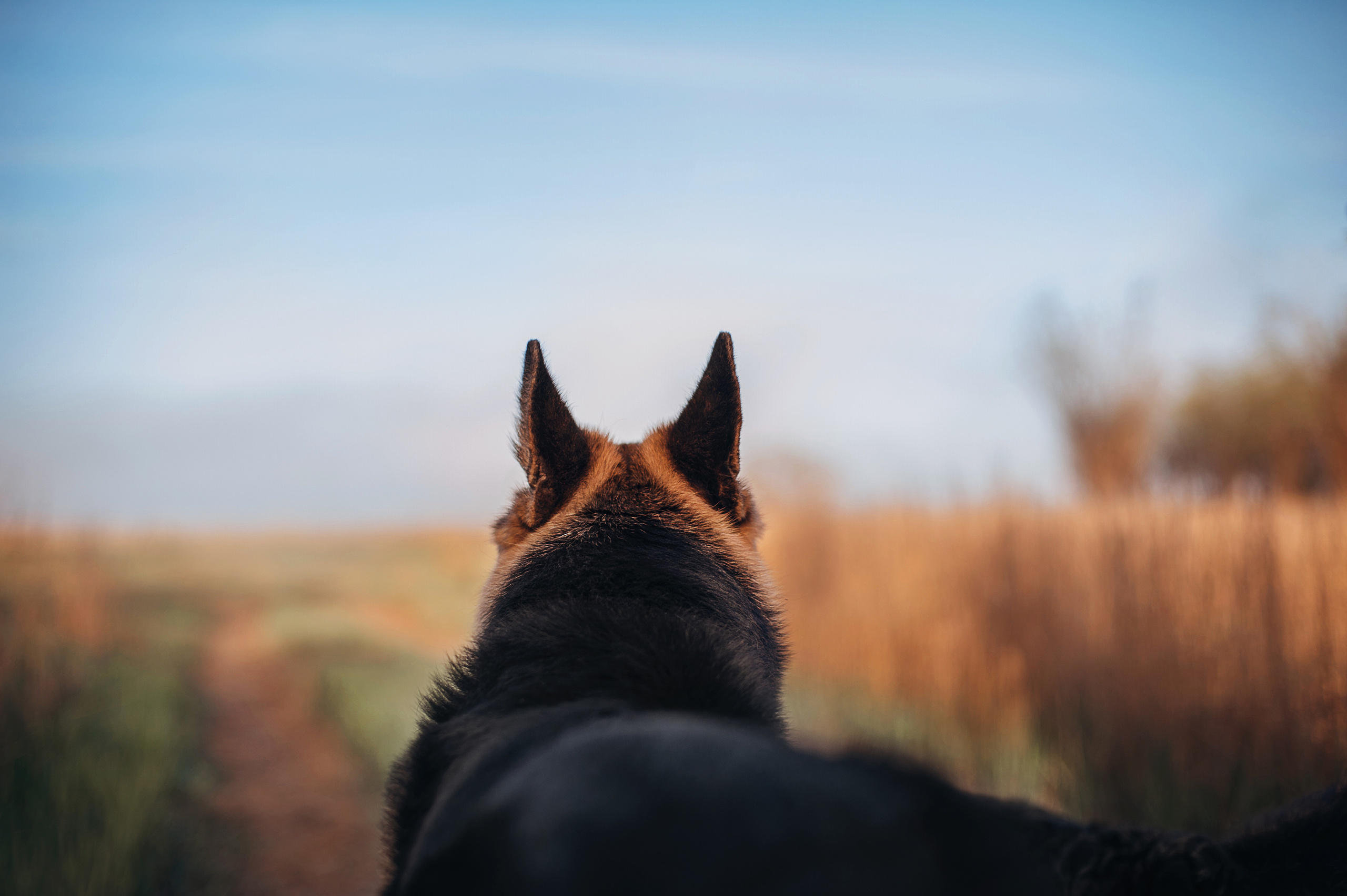 Бордер-колли Юппи, овчар Тайфун, Наташа и Дима. Портфолио