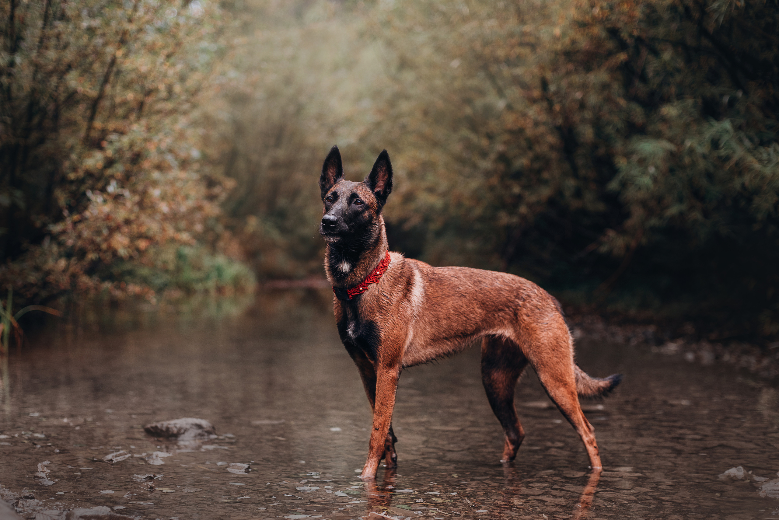 Амут: кеесхонд Верона, малинуа Бэрри, Юля и Леша. Портфолио