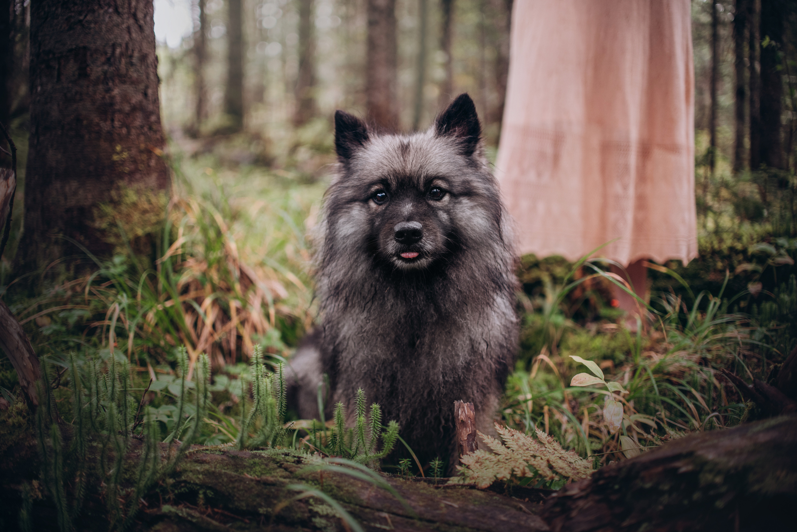 Амут: кеесхонд Верона, малинуа Бэрри, Юля и Леша. Портфолио