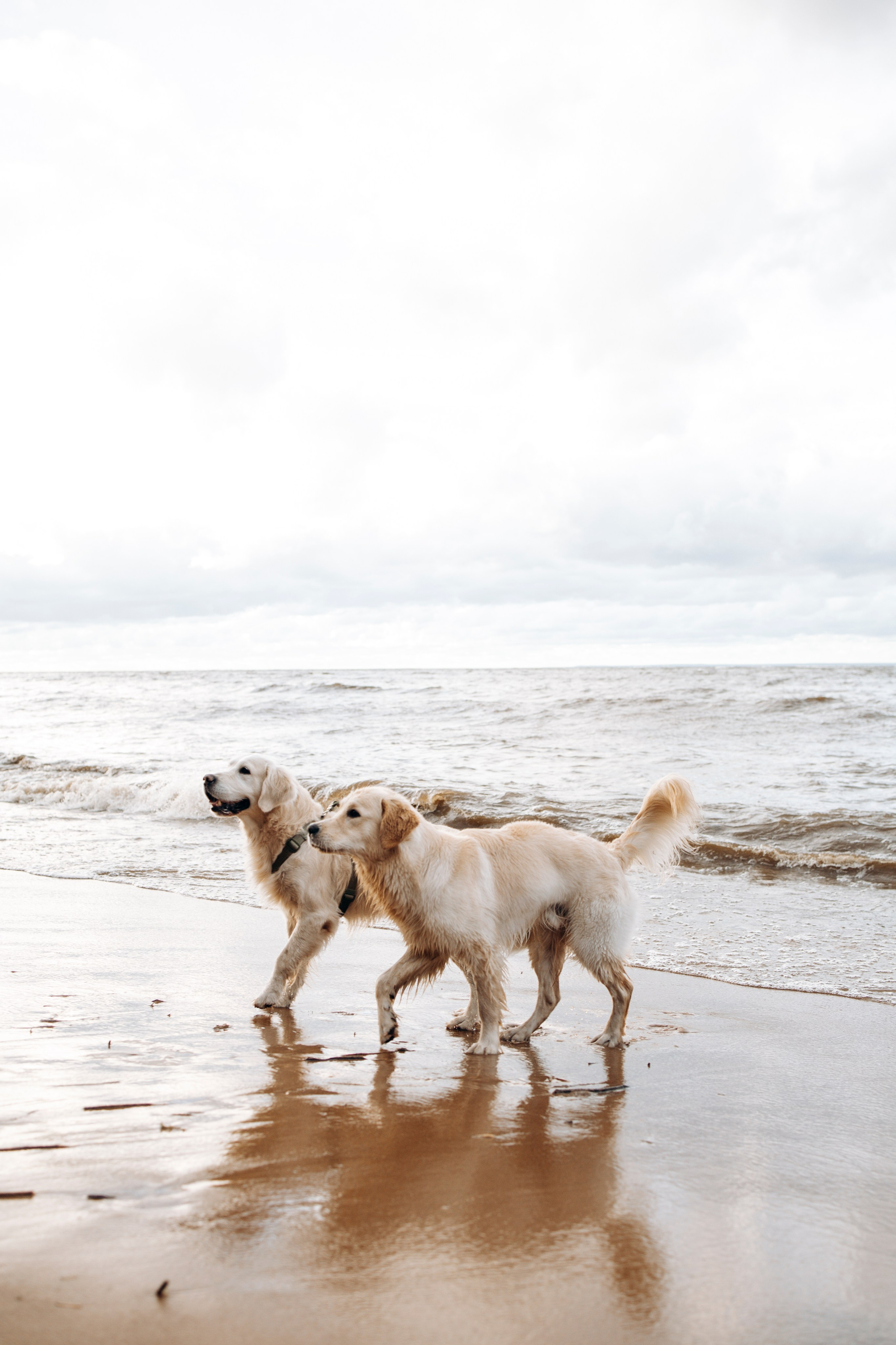 Прогулка Насти с Арчи и Арагоном. Фотограф-анималист в Санкт-Петеребурге Титова Алиса