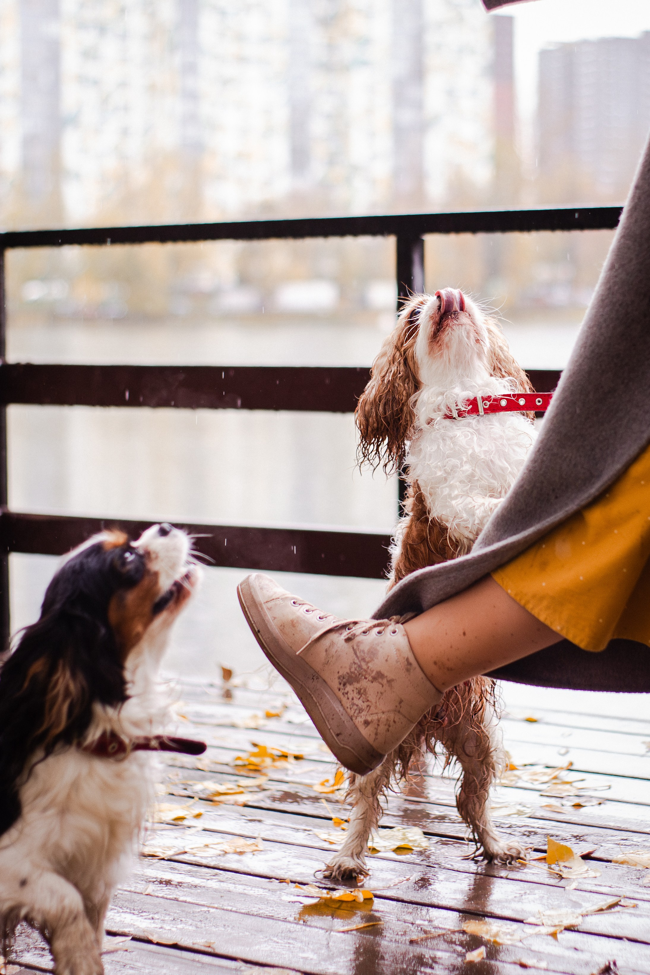 Жанна и кавалеры. Фотограф-анималист Мария Баркевич | Москва