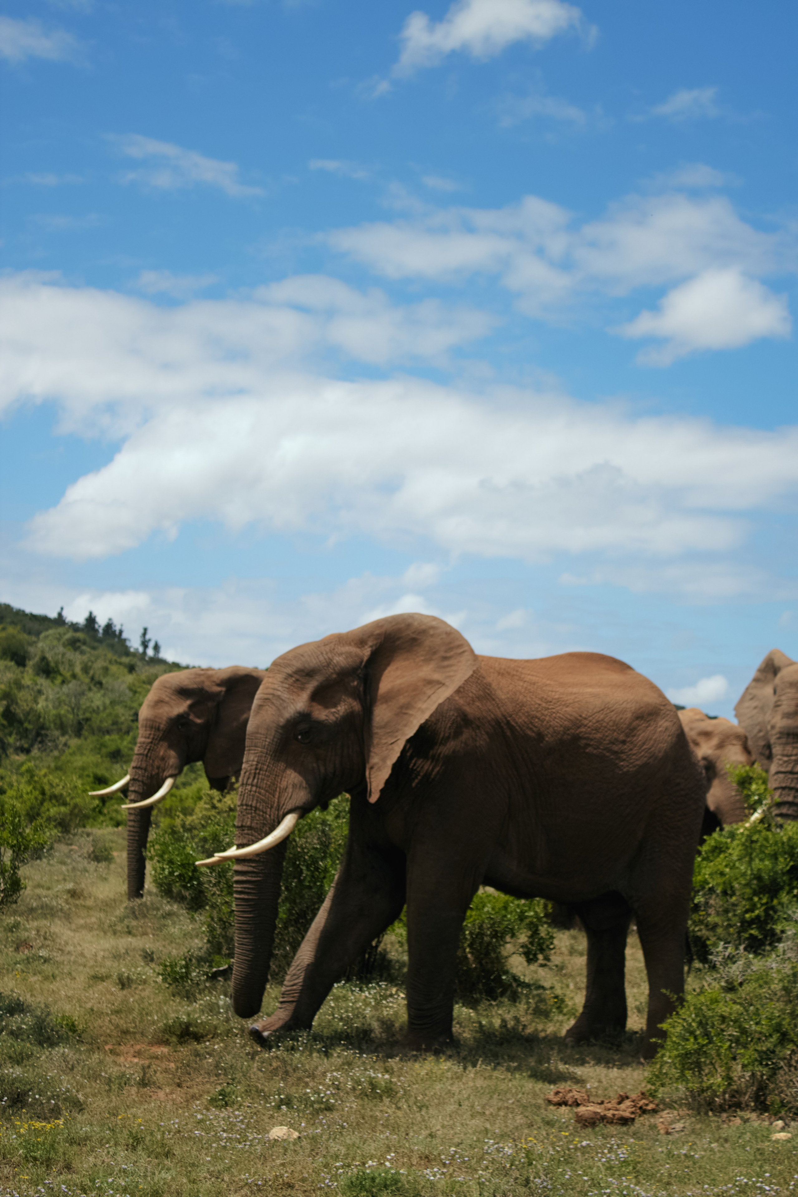ЮАР. Профессиональный Фотограф во Владимире, в Москве и в Суздале — Полина Романычева