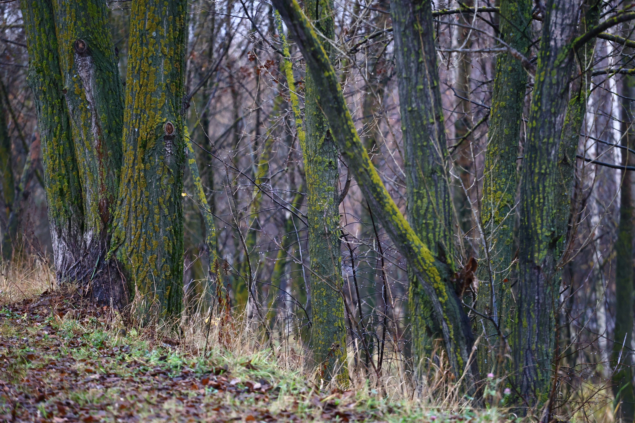5 вёрст Мещерское озеро. 182 й старт. Фотограф. Спорт, репортаж, предметная съемка