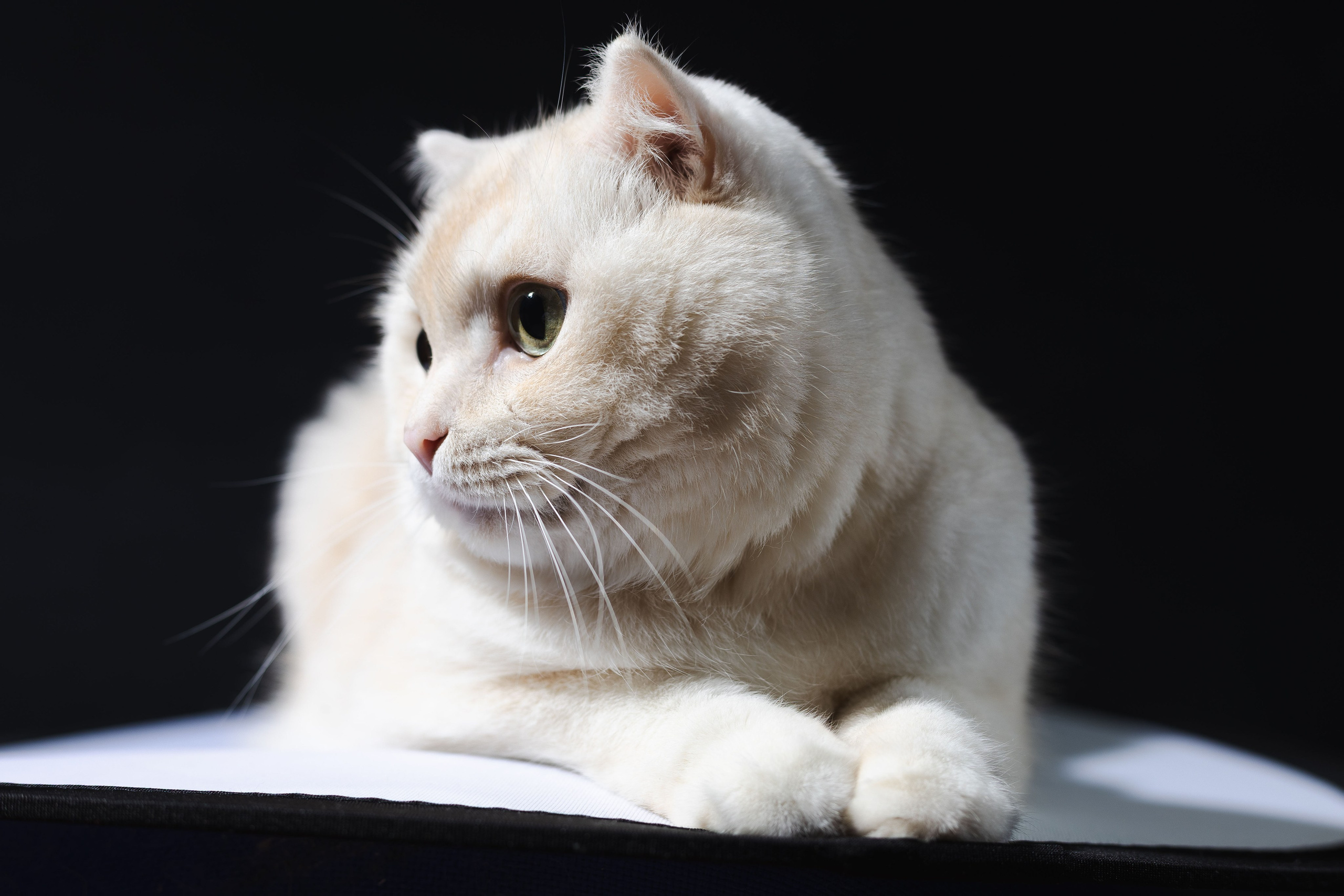 Фотосессия для питомца Нижний Новгород. Фотограф. Спорт, репортаж, предметная съемка