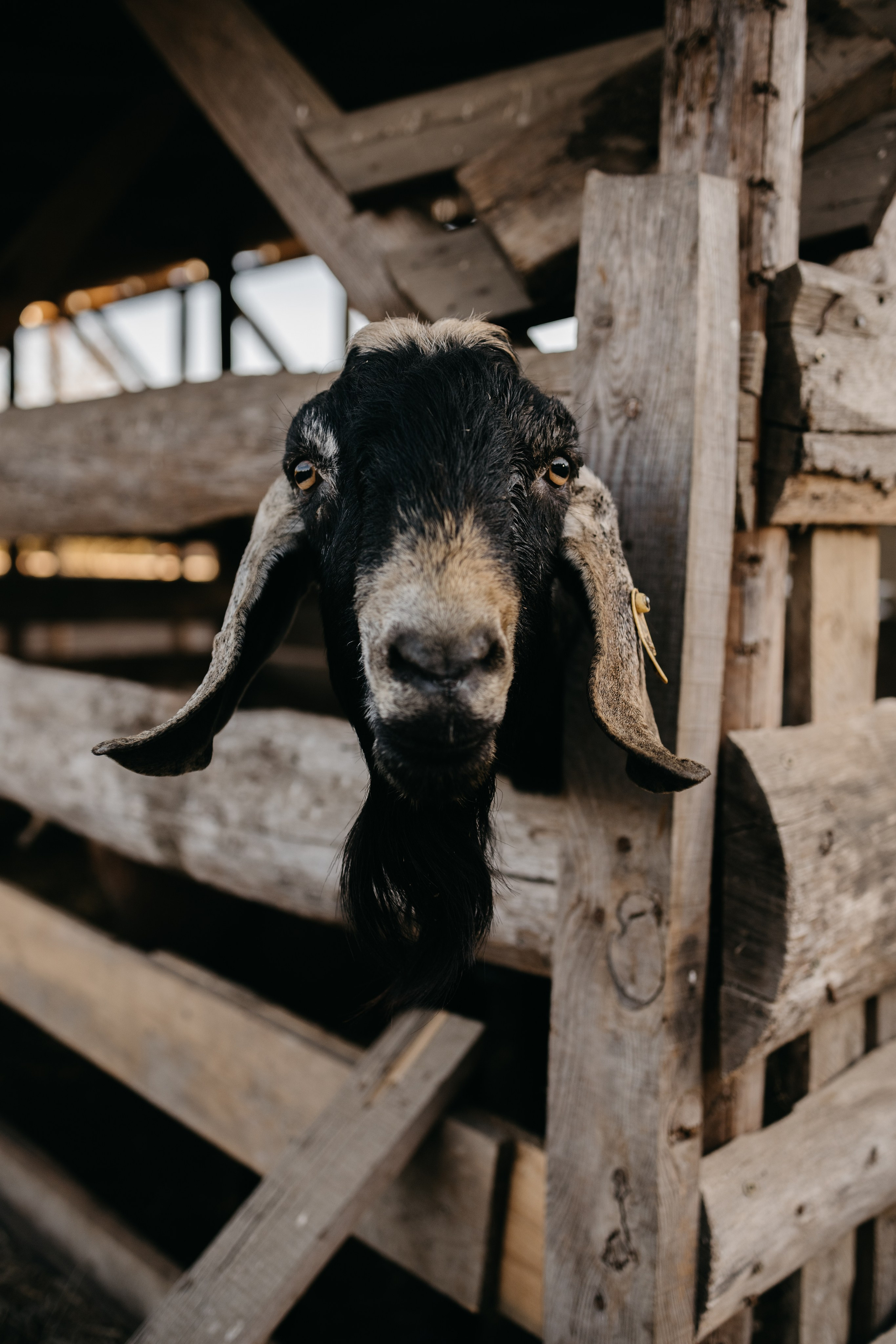 Семейные. Семейный фотограф Краснодар. Екатерина Акчурина