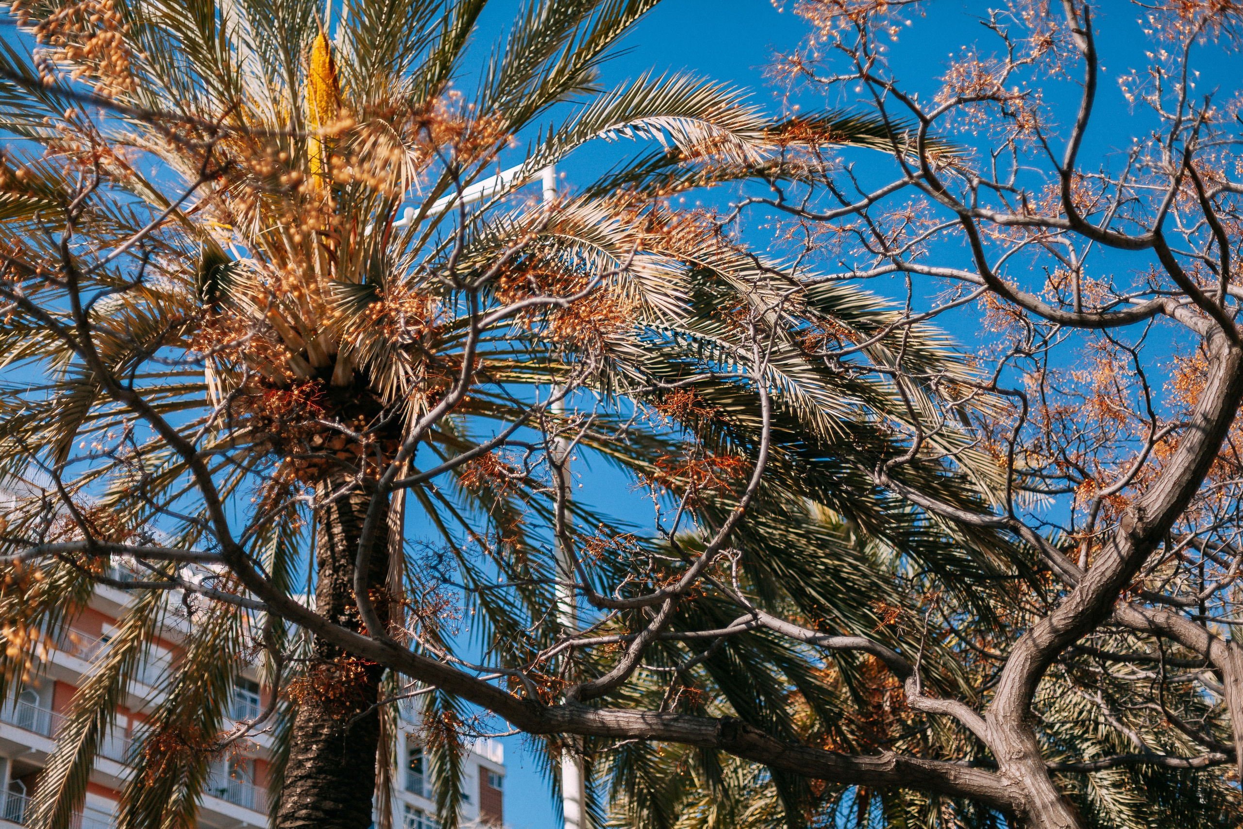 Барселона. Аня Степанова