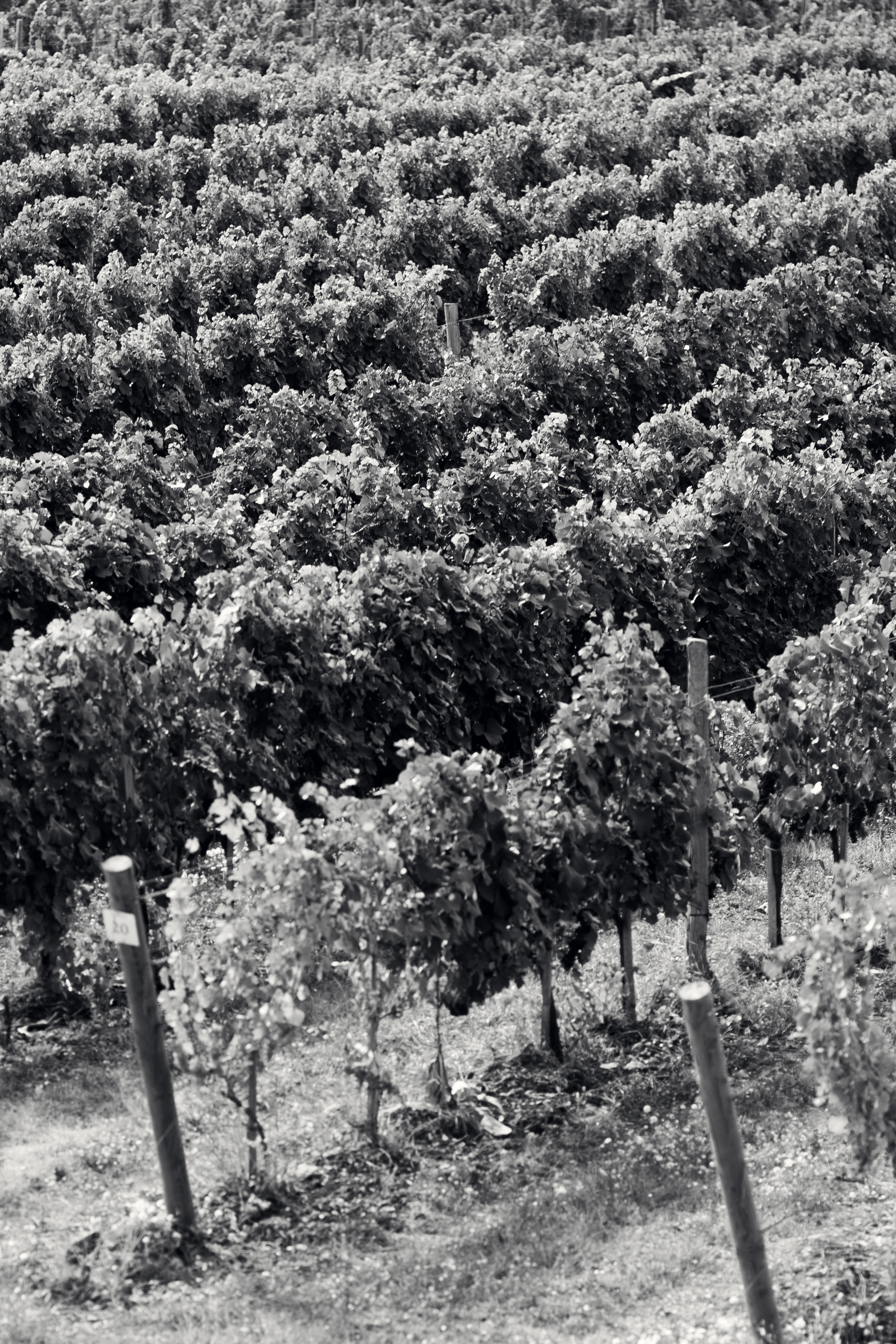 Влада и Константин. Фотограф Айвазова Наталья Краснодар