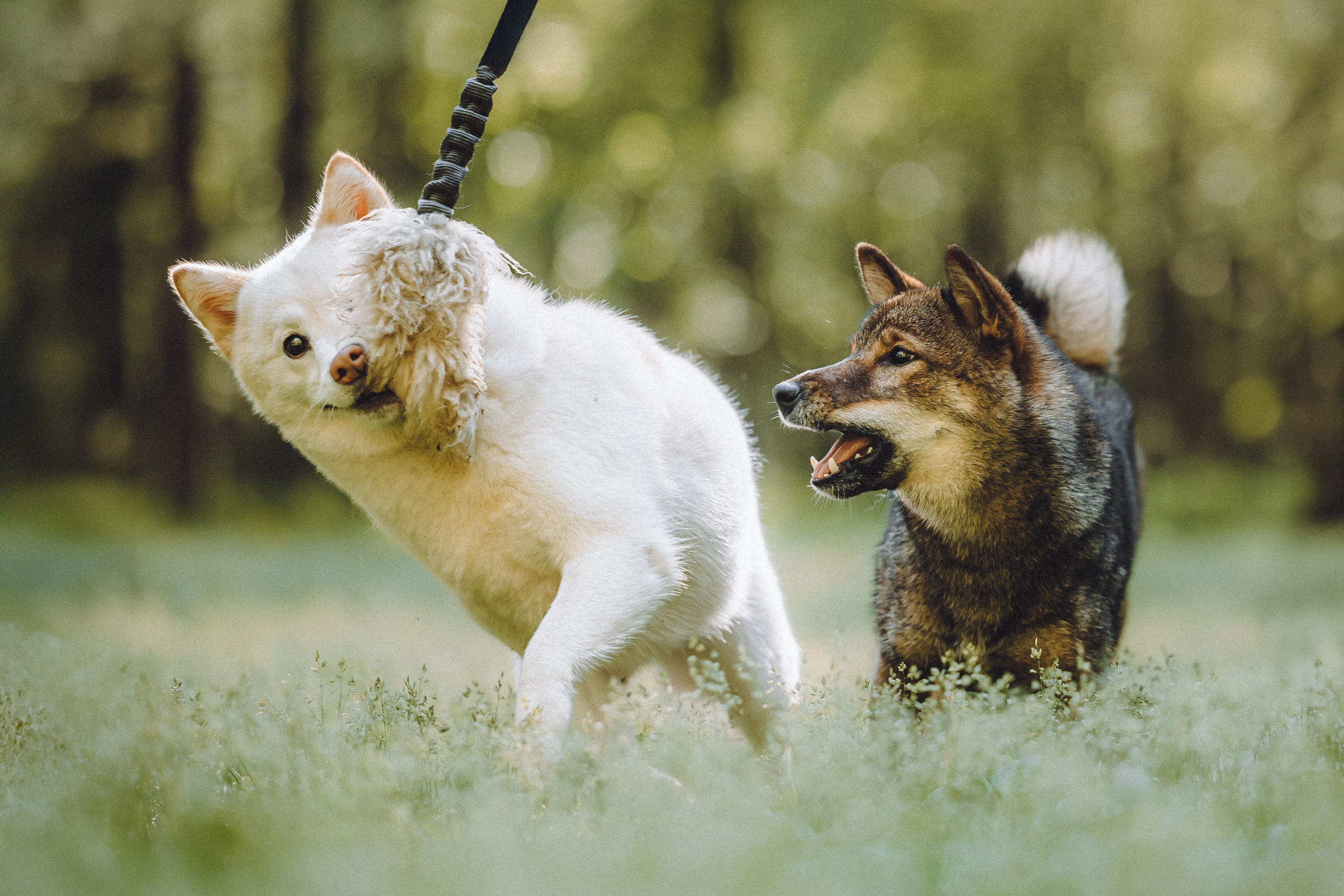 Шед, Цири, Чиби, Цера и их семья