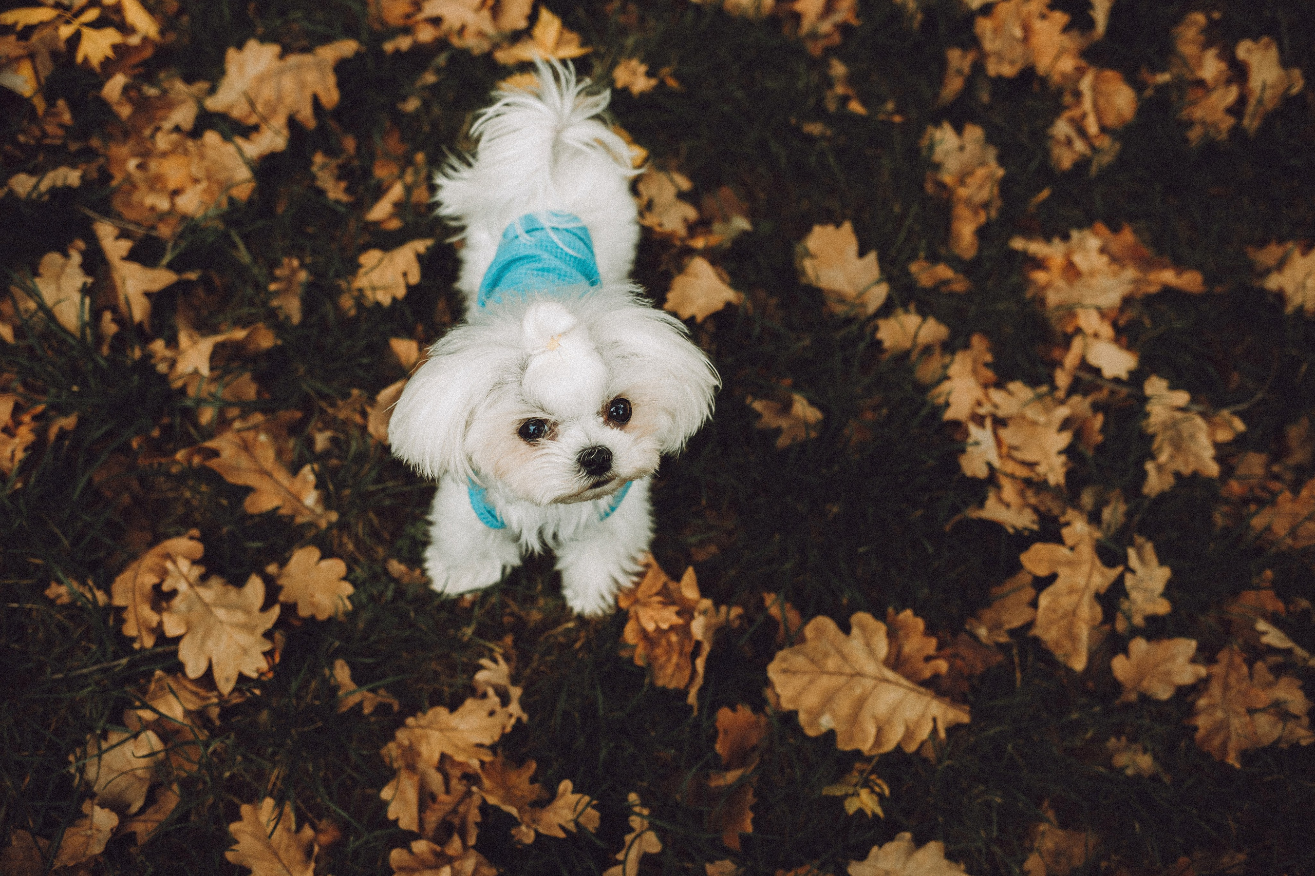 Настя и Гоша