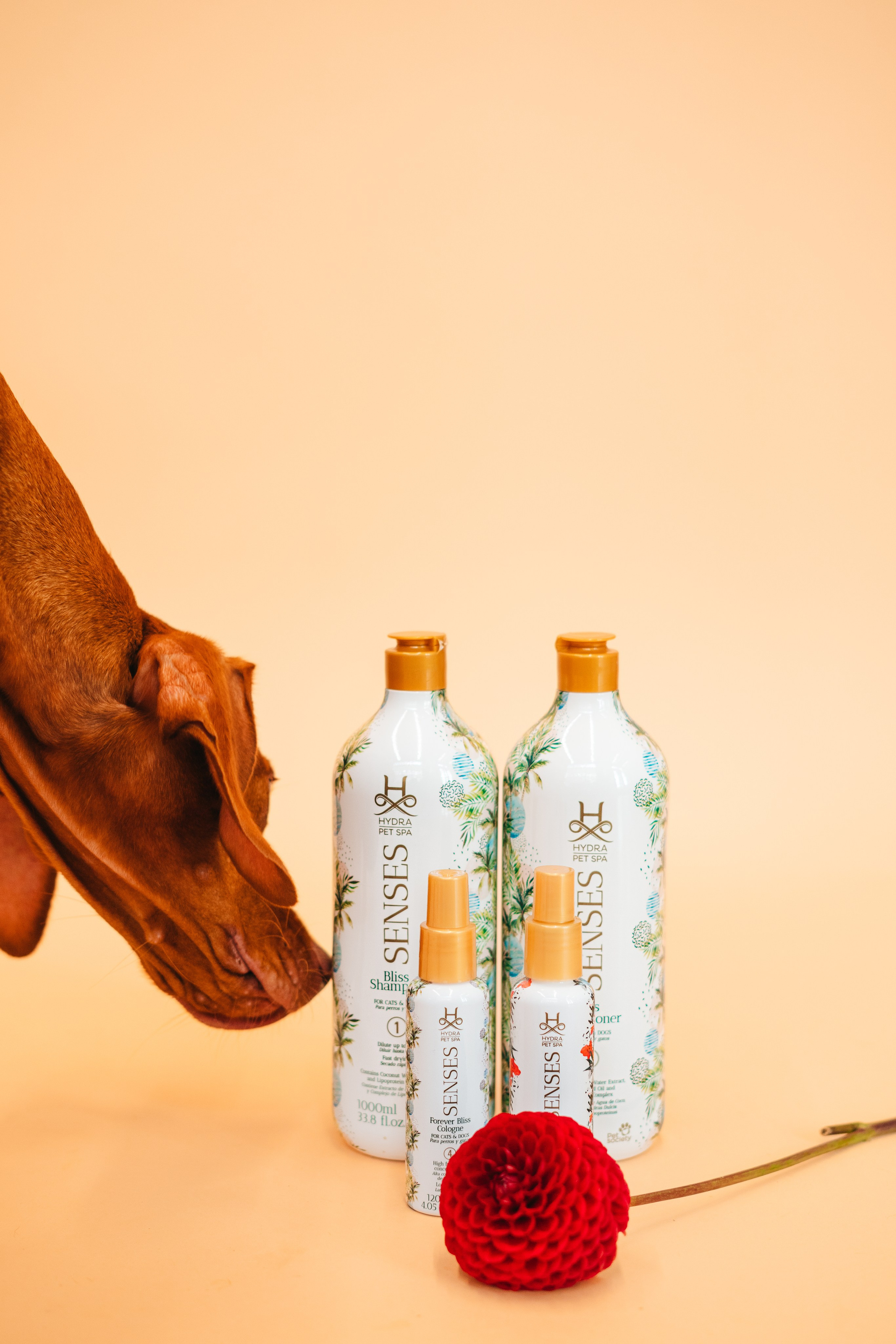 Груминг — салон. Фотограф анималист Осипчикова Мария