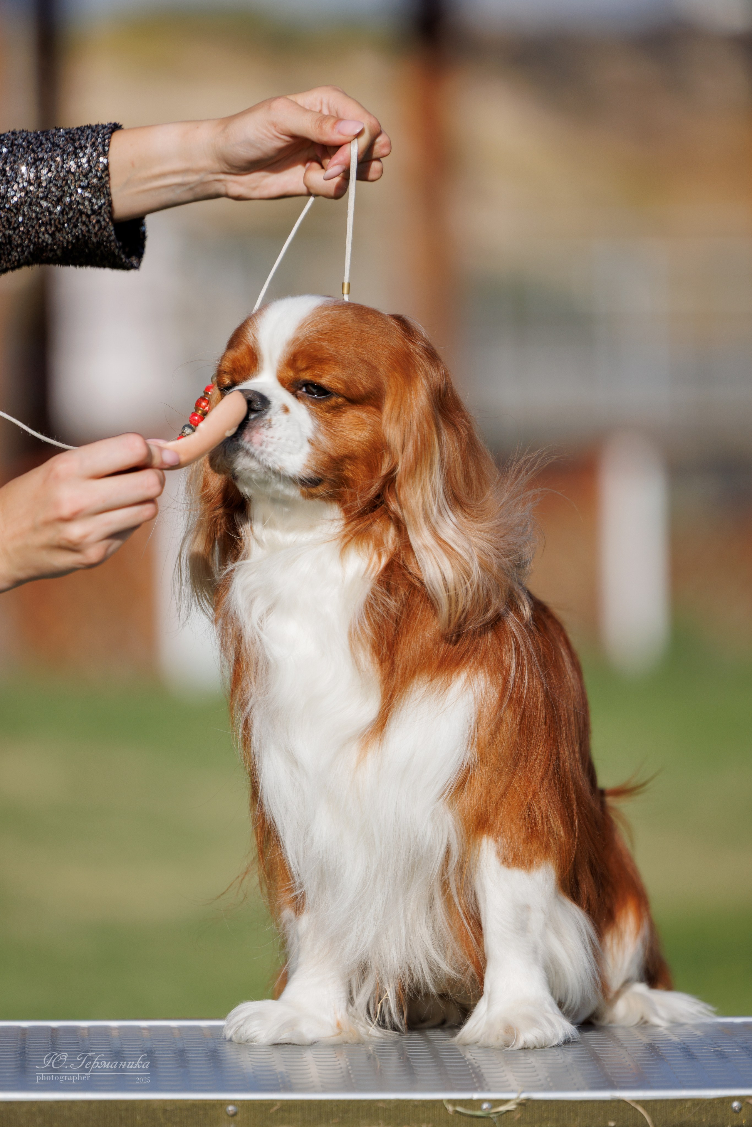 Ереван 3хCACIB 23-25.06.2025. Фотограф-анималист Юлия Германика