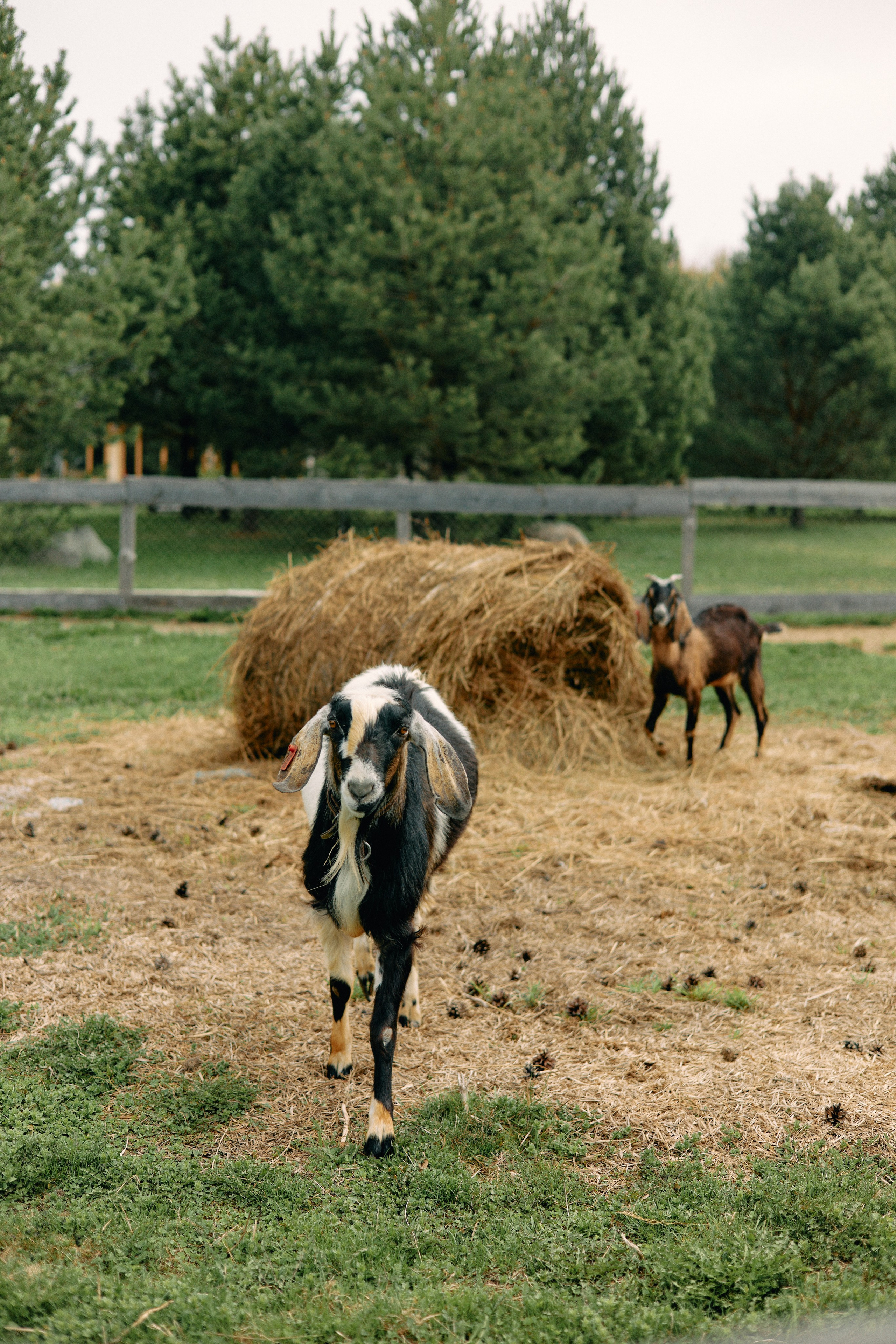 Бутик-отель Поле летом. Профессиональный Фотограф во Владимире, в Москве и в Суздале — Полина Романычева
