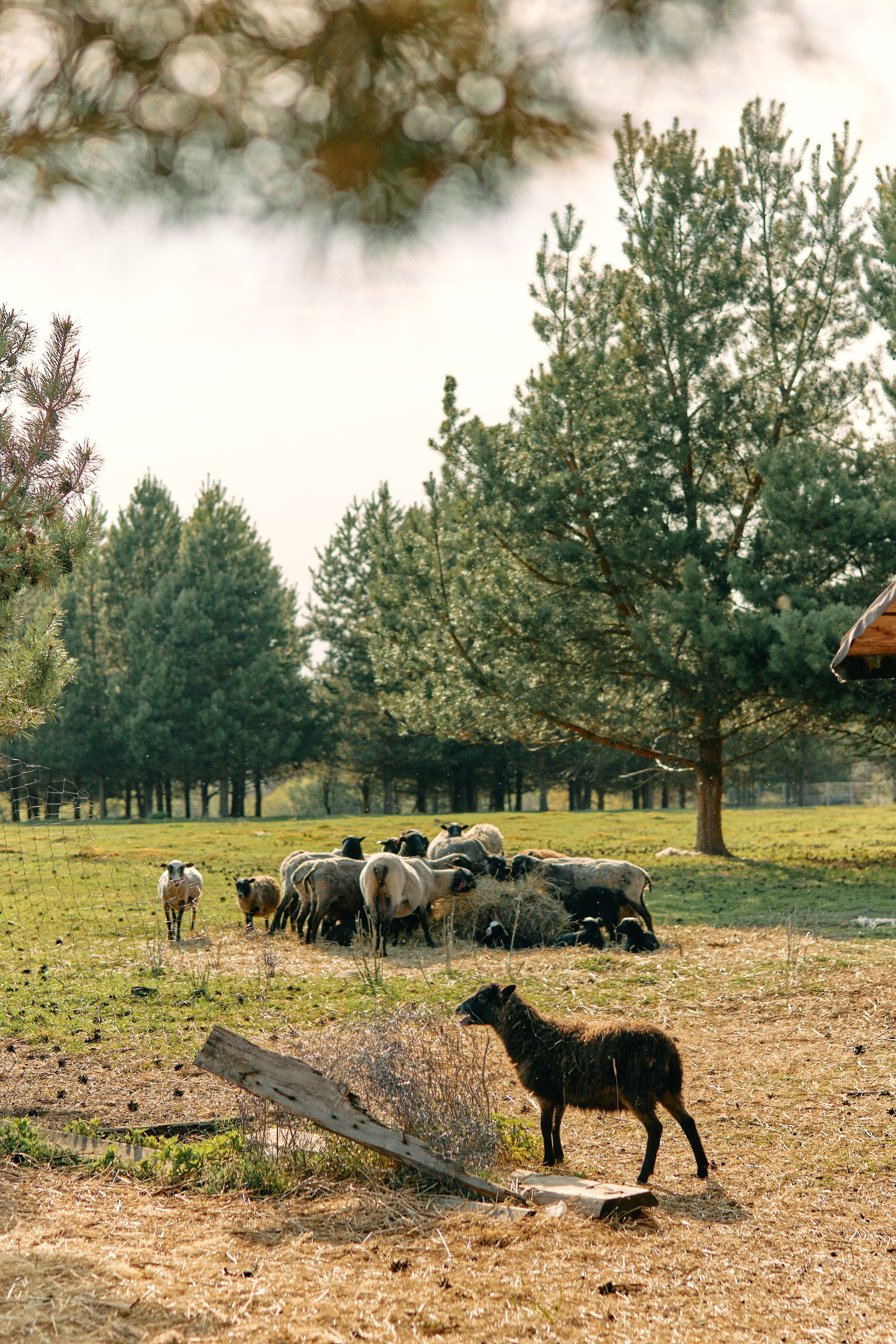 Бутик-отель Поле летом. Профессиональный Фотограф во Владимире, в Москве и в Суздале — Полина Романычева