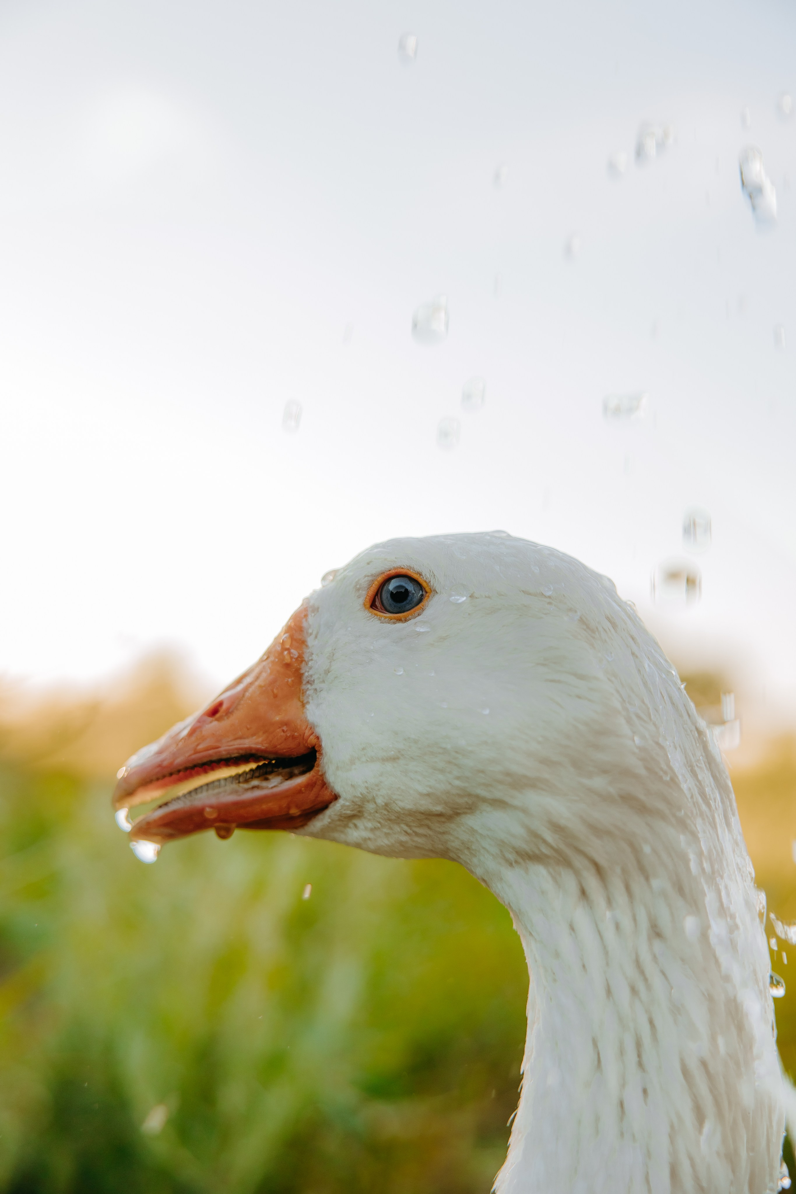 Глеб и Нильс. Фотограф в Саратове Александр Кухаренко. И не только в Саратове :)