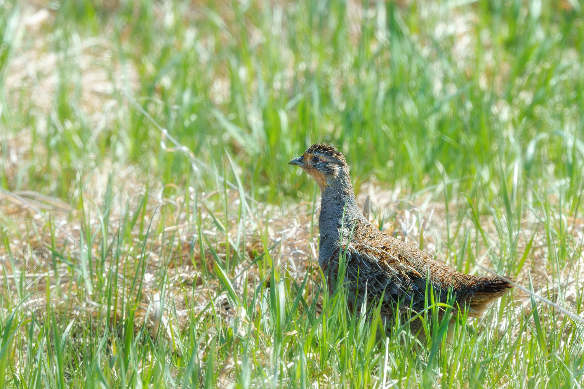Удивительные мир птиц. Вокруг нас столько прекрасного — присмотритесь!. Ваш личный фотограф Марина Волкова