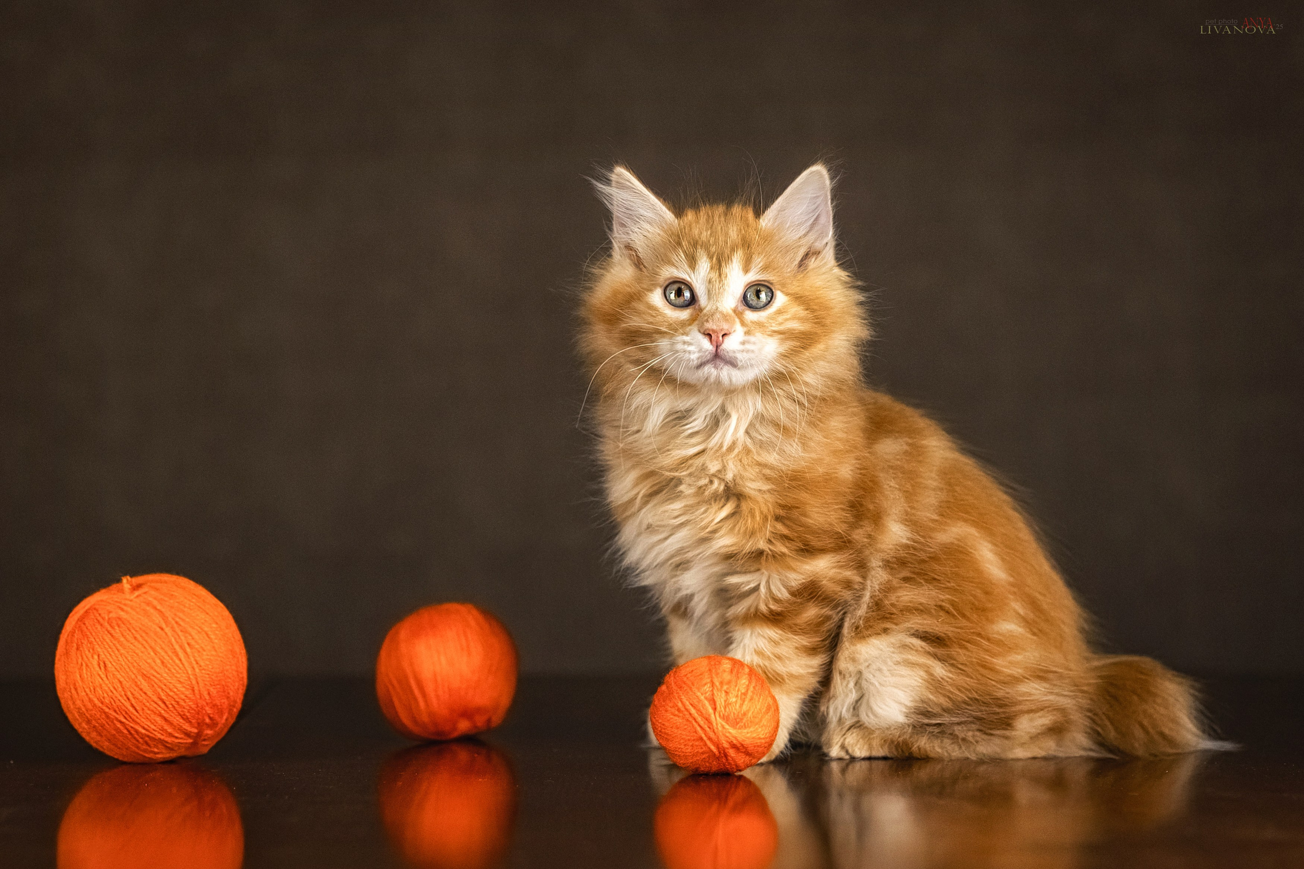 Бобтейлы. Фотограф анималист Аня Ливанова | Рыбинск