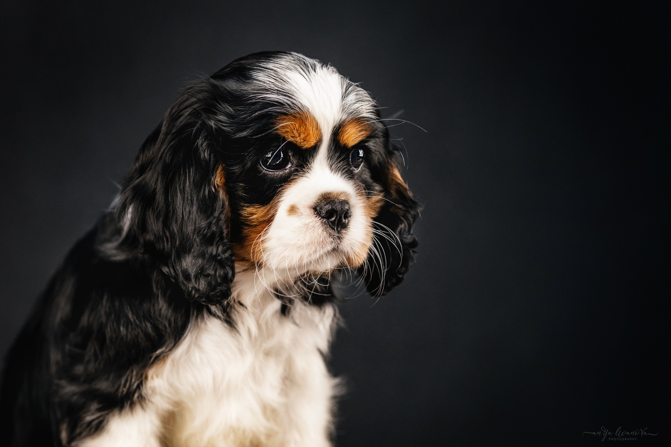 Кавалерчики. Фотограф анималист Аня Ливанова | Рыбинск