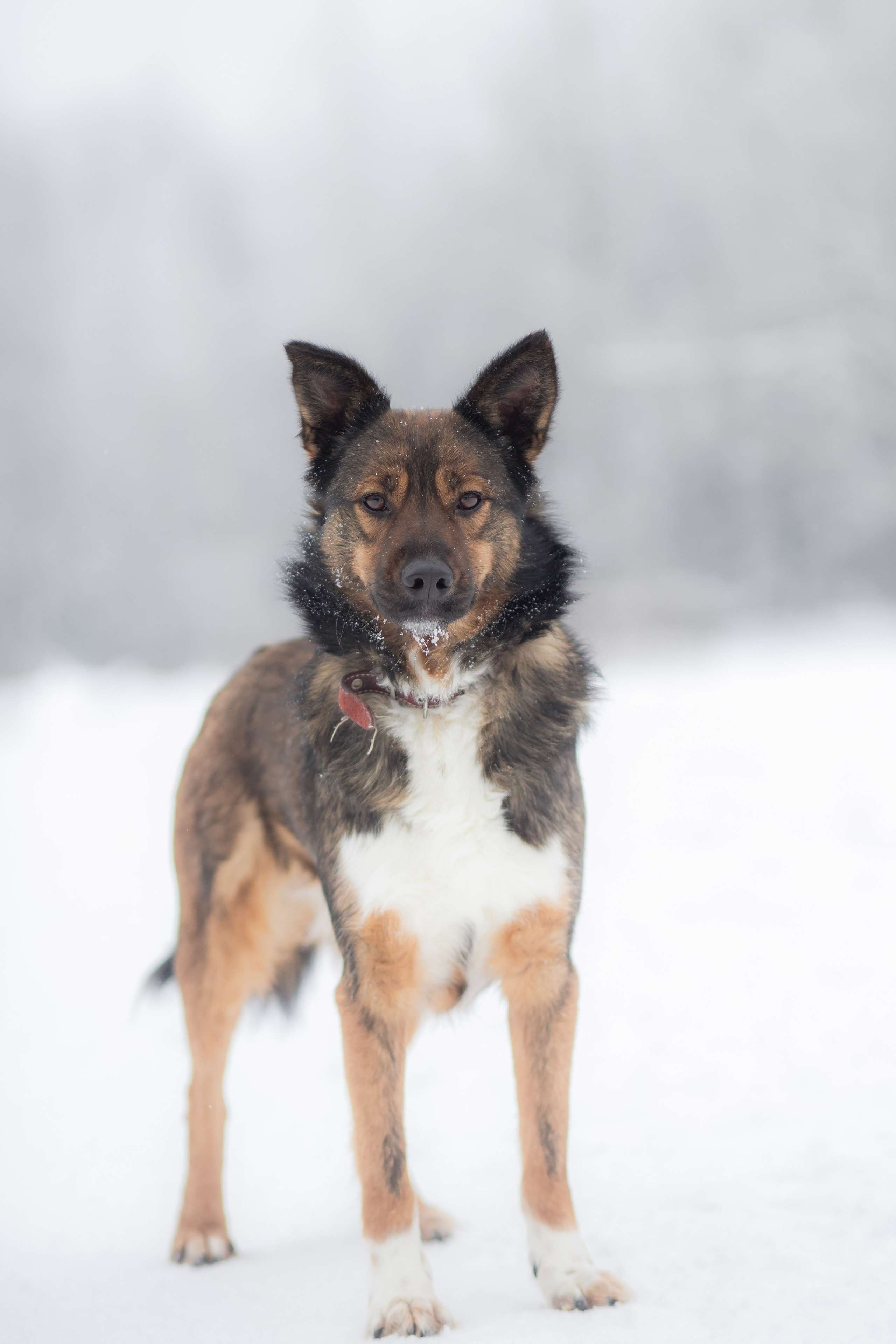 Фотосессии животных. Детский фотограф, фотограф-анималист