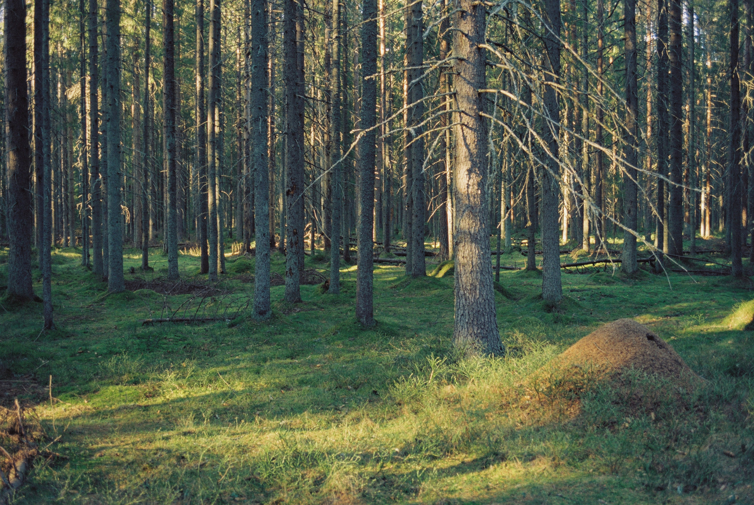 Плёночная весна 2025. Илья Михачёв Фотограф ПРО людей