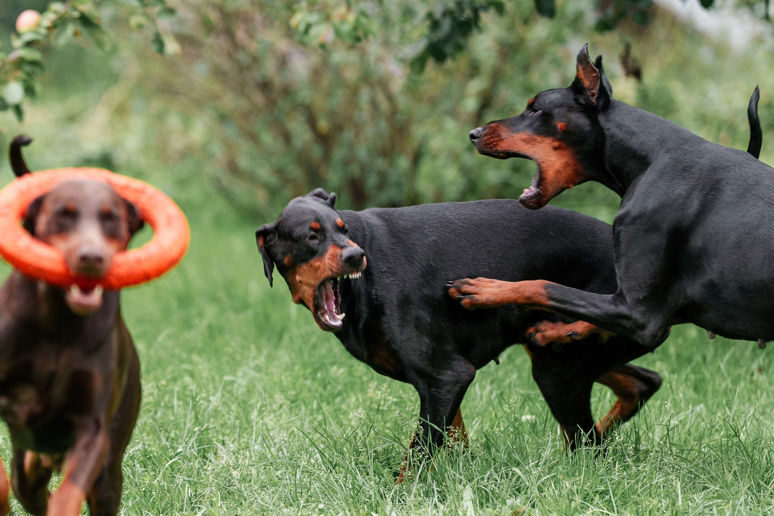 Мика и Фанта. Фотограф анималист Ольга Луканенкова в Москве