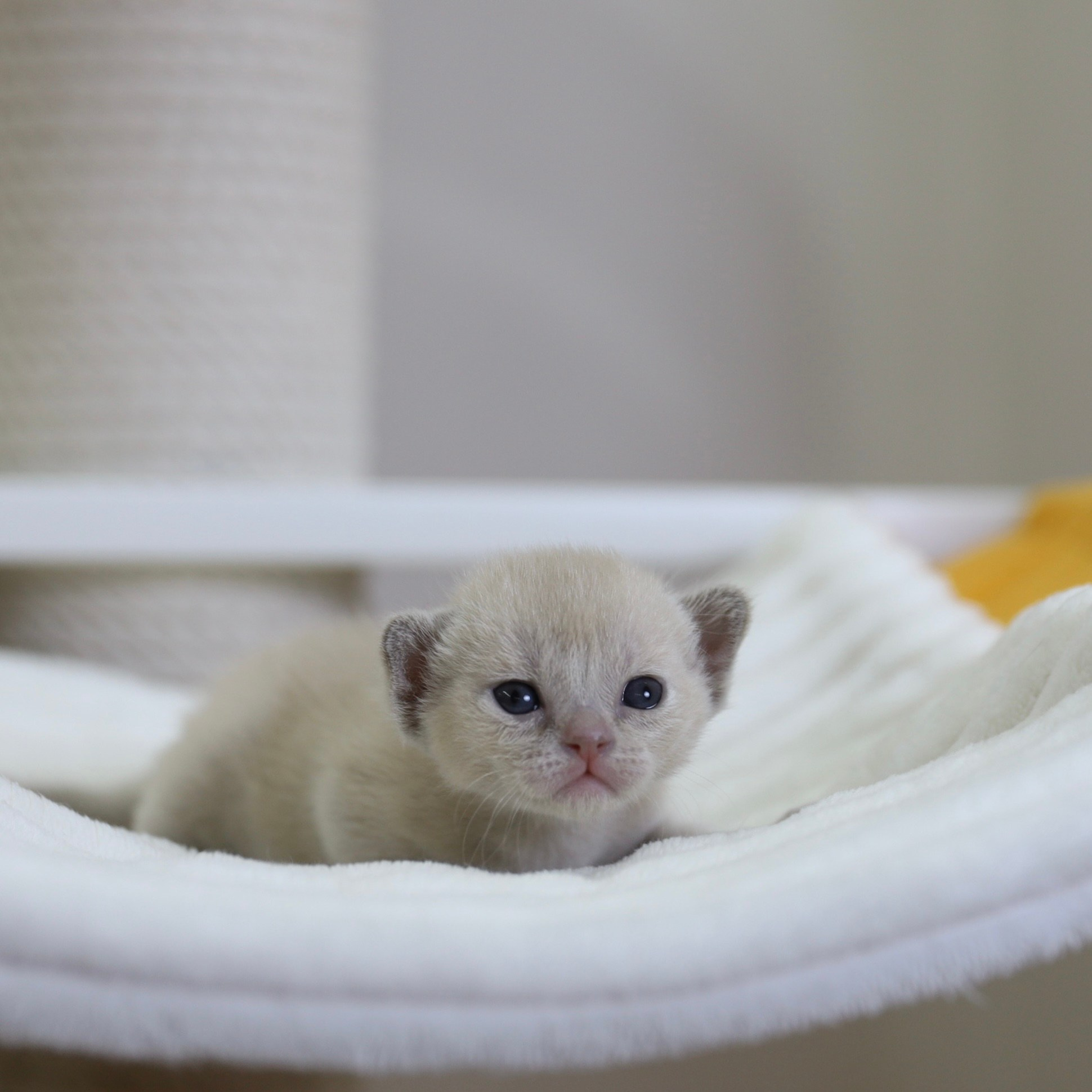 В. Cash. Cattery “Bouncy Life”