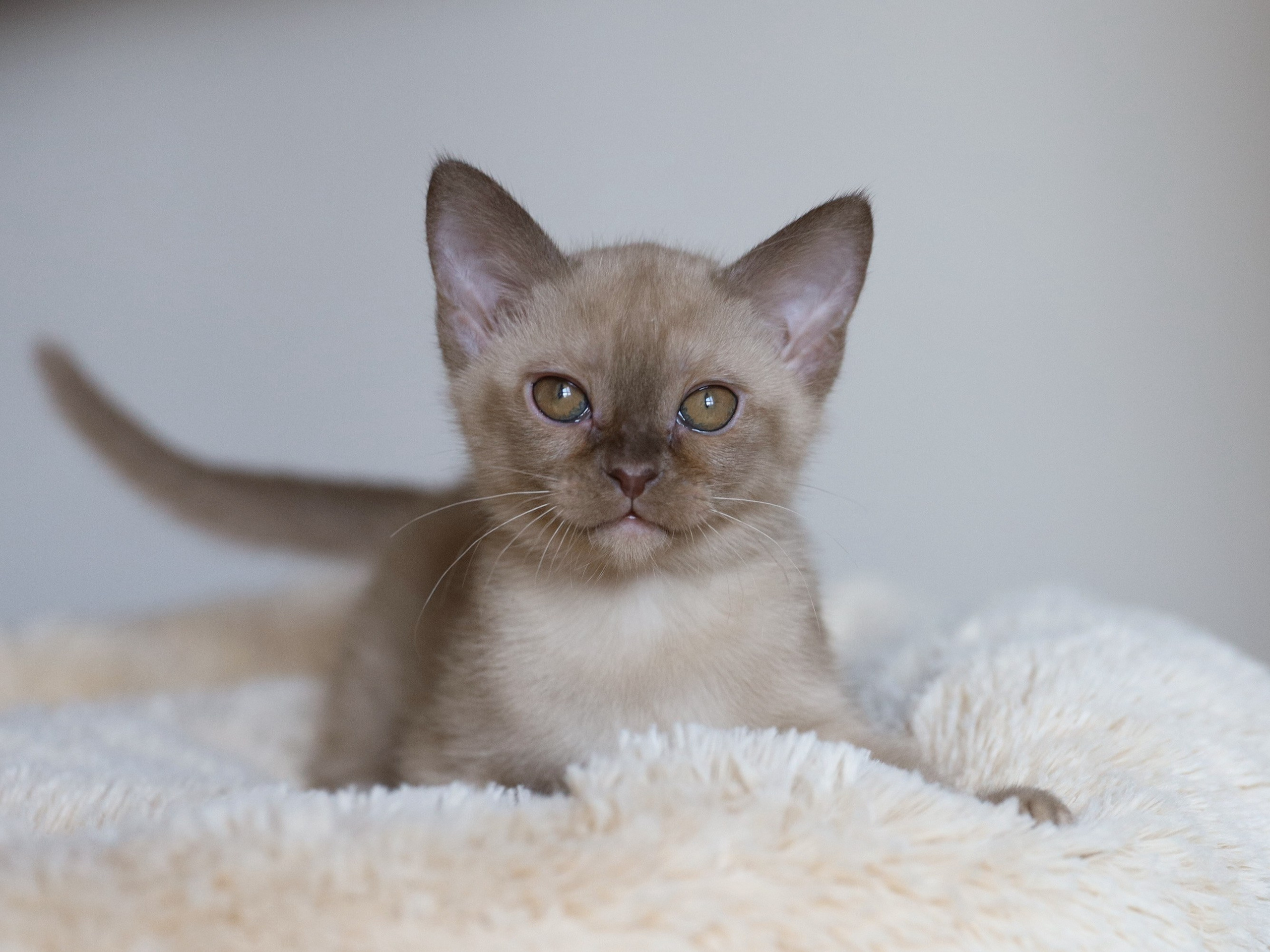 Caesar. Питомник «Bouncy Life»