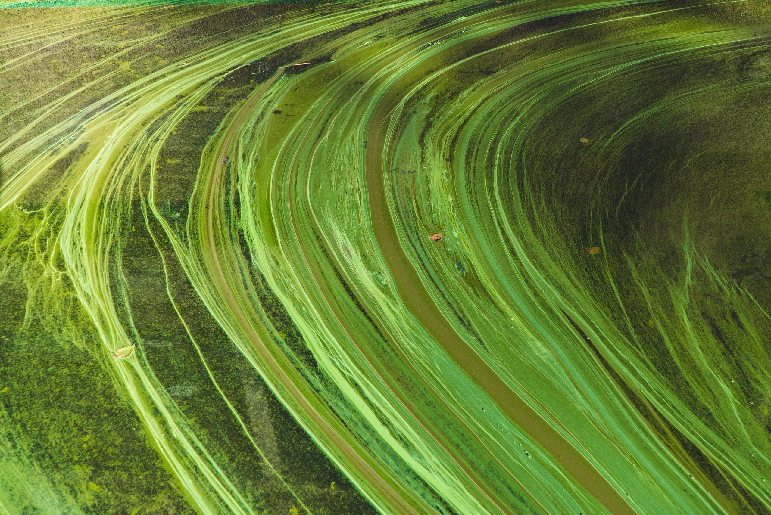 Абстрактный крупный план ярких зеленых закрученных узоров и текстур, создающих динамичный и органичный вид. Плавные линии и многослойные оттенки передают суть природы и движения. Идеально подходит для современных художественных отпечатков, домашнего декора и вдохновленных природой дизайнов. Идеально подходит для добавления смелого, естественного элемента в ваше пространство.