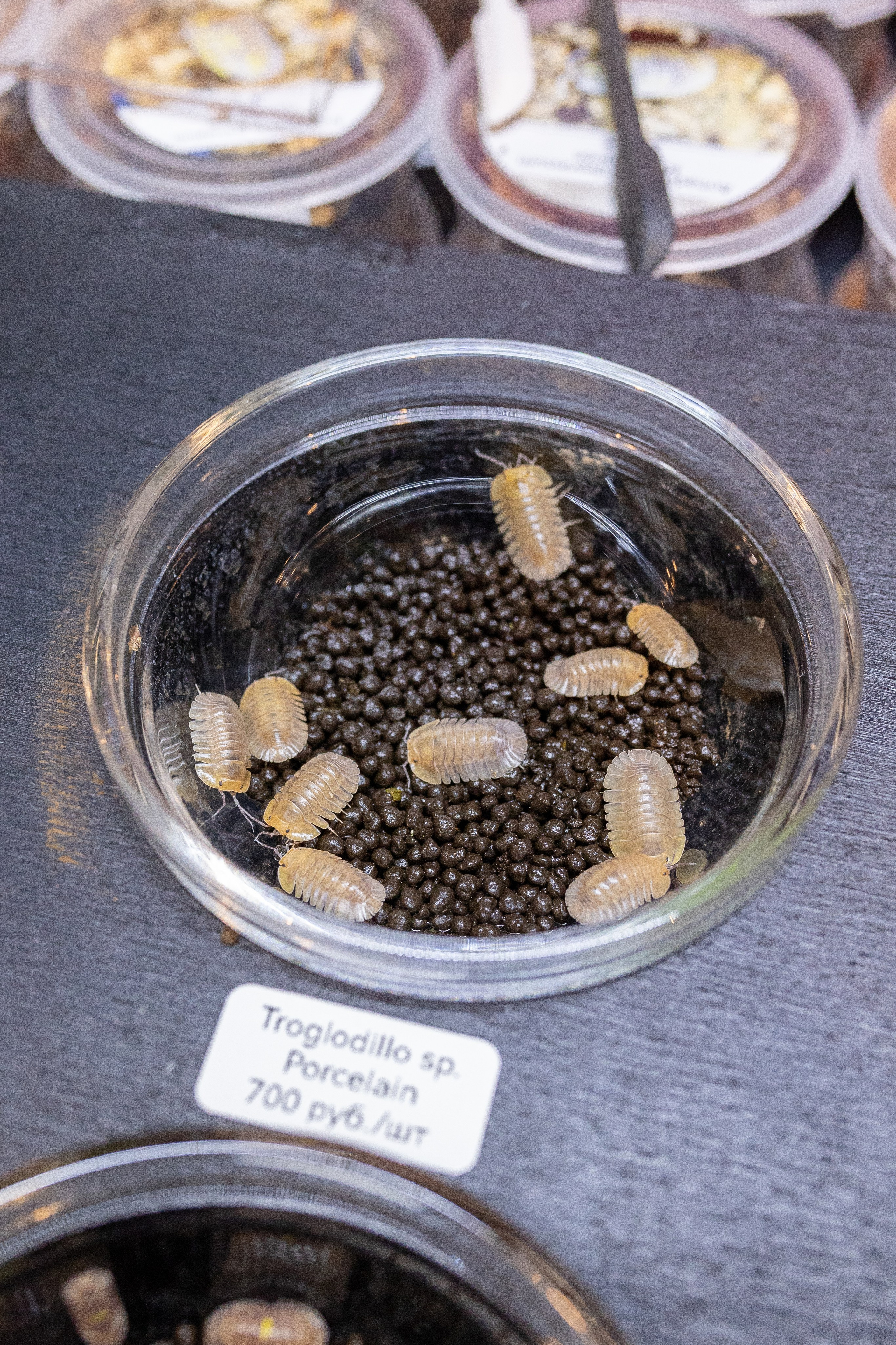 Growbox декабрь 2025. Александра Куликова фотограф, Москва