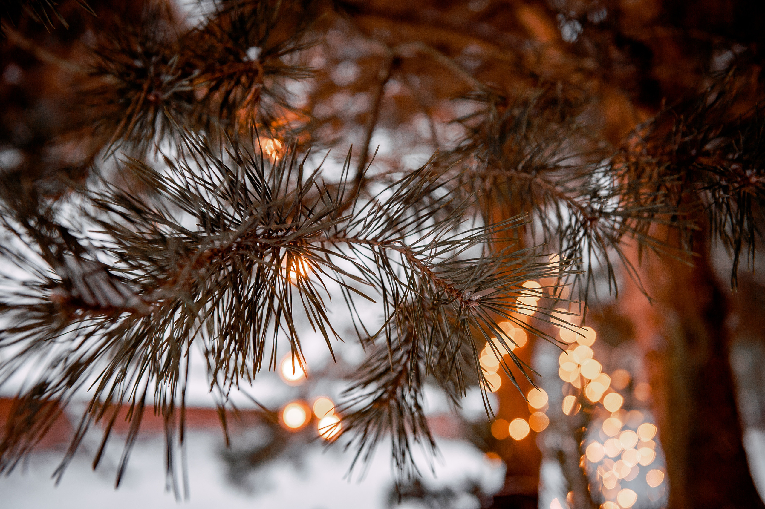 Ольга, Московская область, Ногинский район, Шале в лесу. Свадебный и семейный фотограф Виктория Носачёва. Щелково, Москва и МО