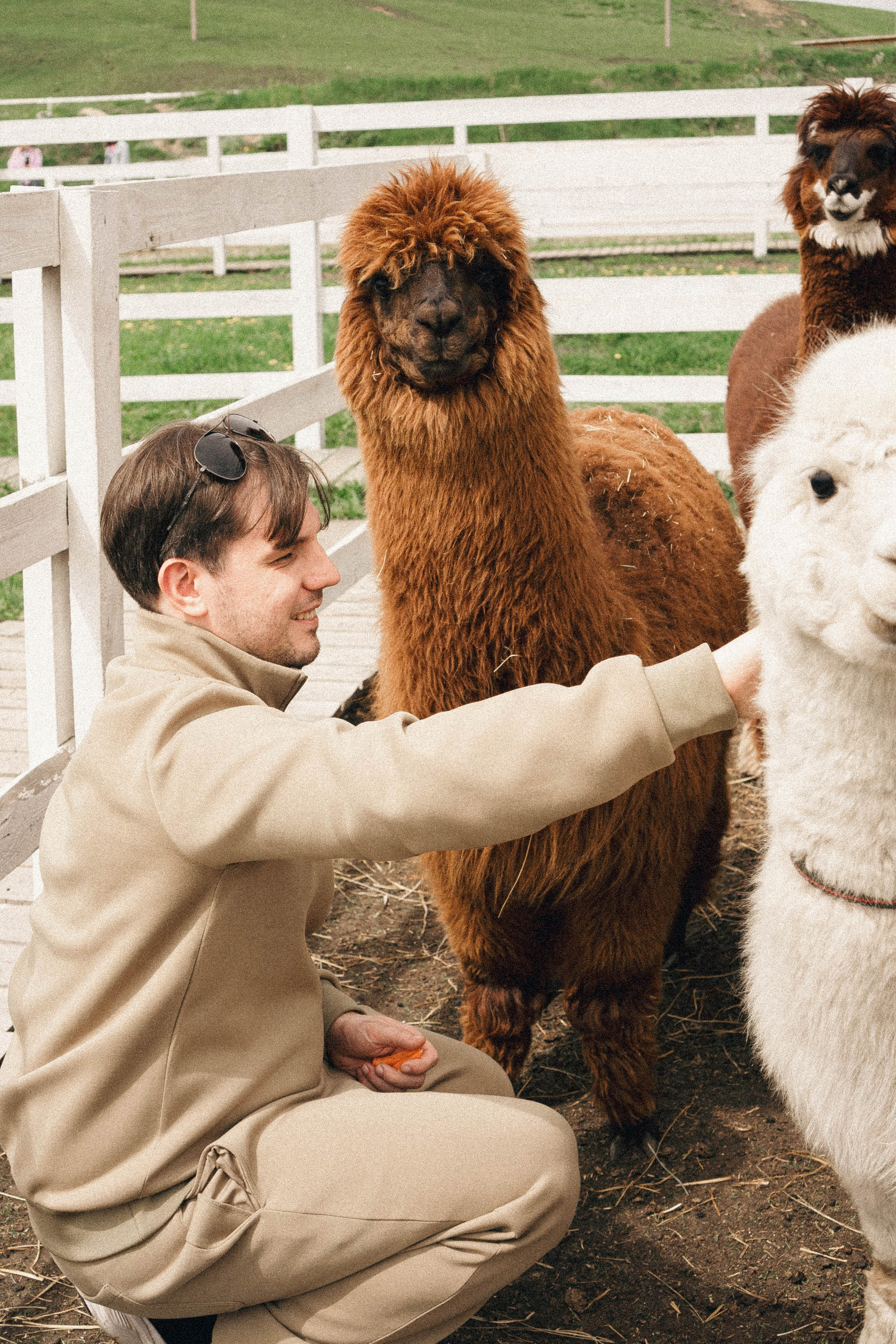 Ферма Альпак. Профессиональный фотограф, Санкт-Петербург — Виктория Богомолова