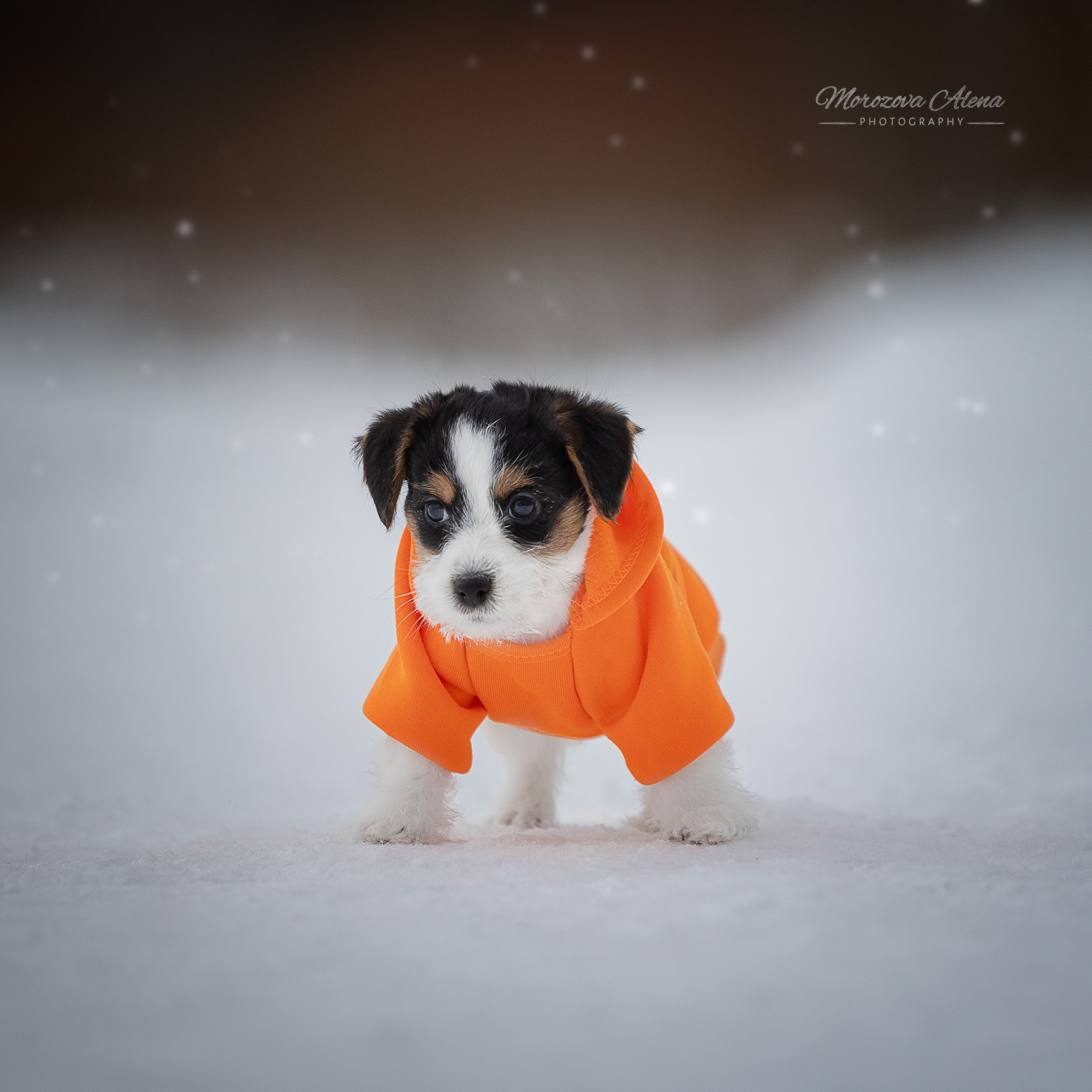Фотогалерея. Джек Рассел терьер. Санкт-Петербург. Щенки Джек Рассел терьера