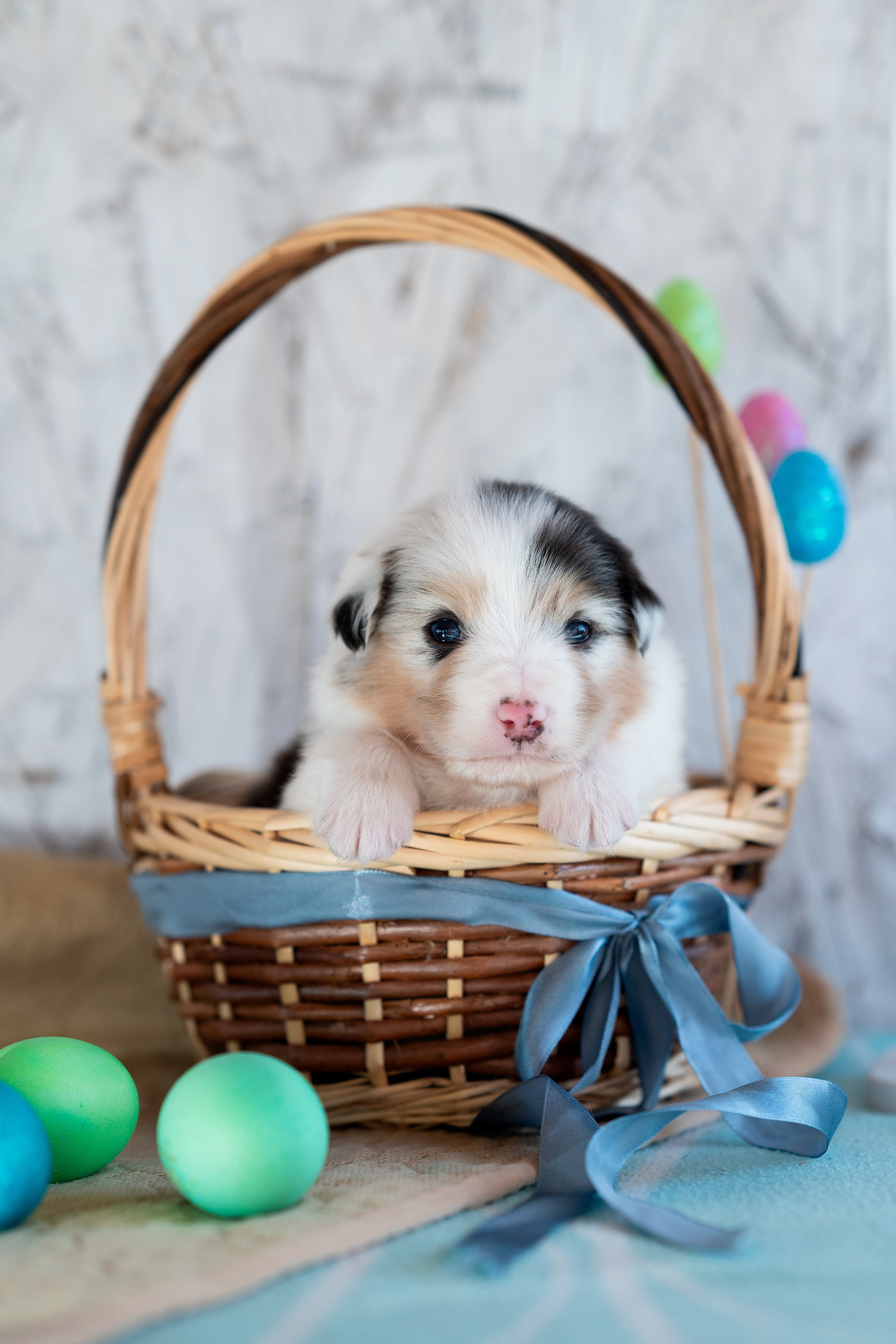 Заводчик Влада Эльман. Творческий фотограф Вологда