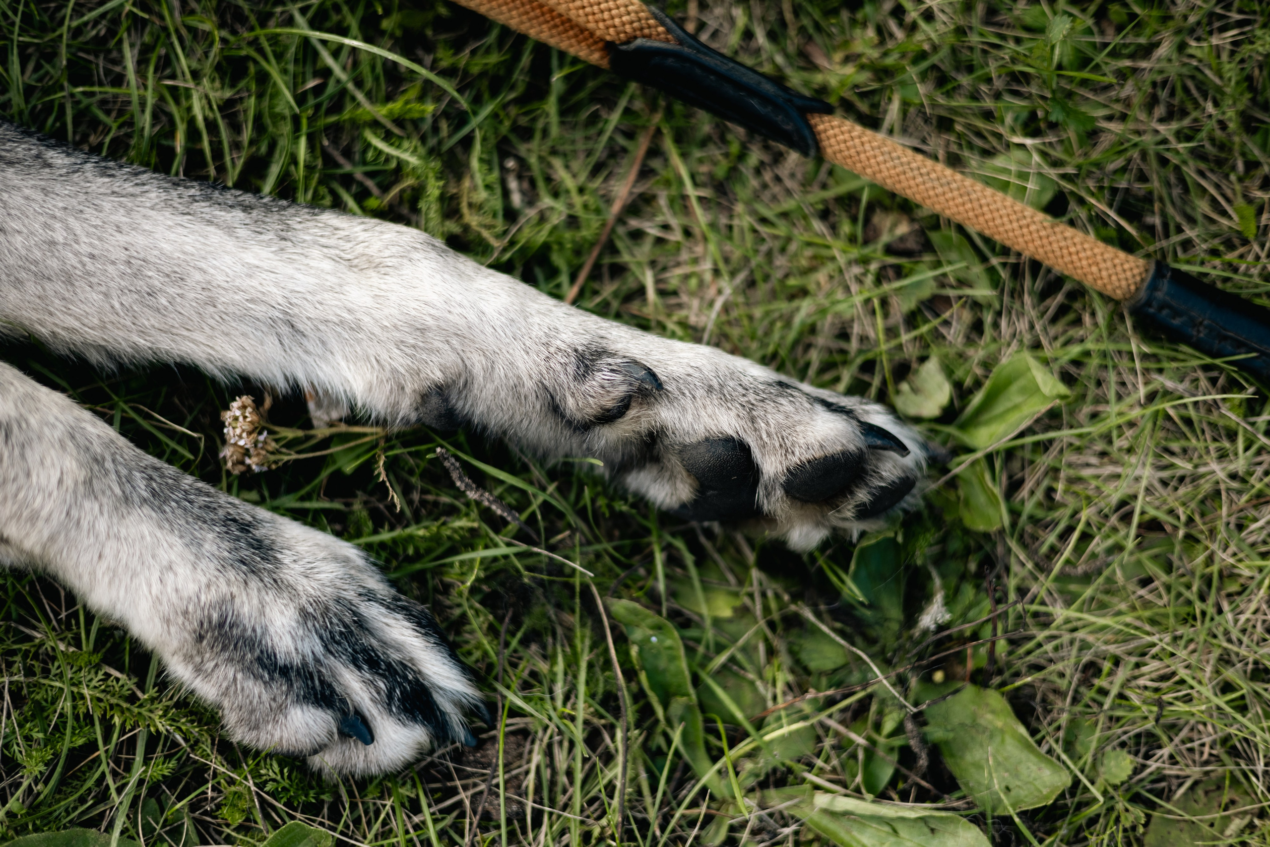 VI ОТКРЫТЫЕ КИНОЛОГИЧЕСКИЕ СОРЕВНОВАНИЯ. ЧЕЛЯБИНСКАЯ ОБЛАСТЬ 2025. Репортажный фотограф Наталья Лапцевич