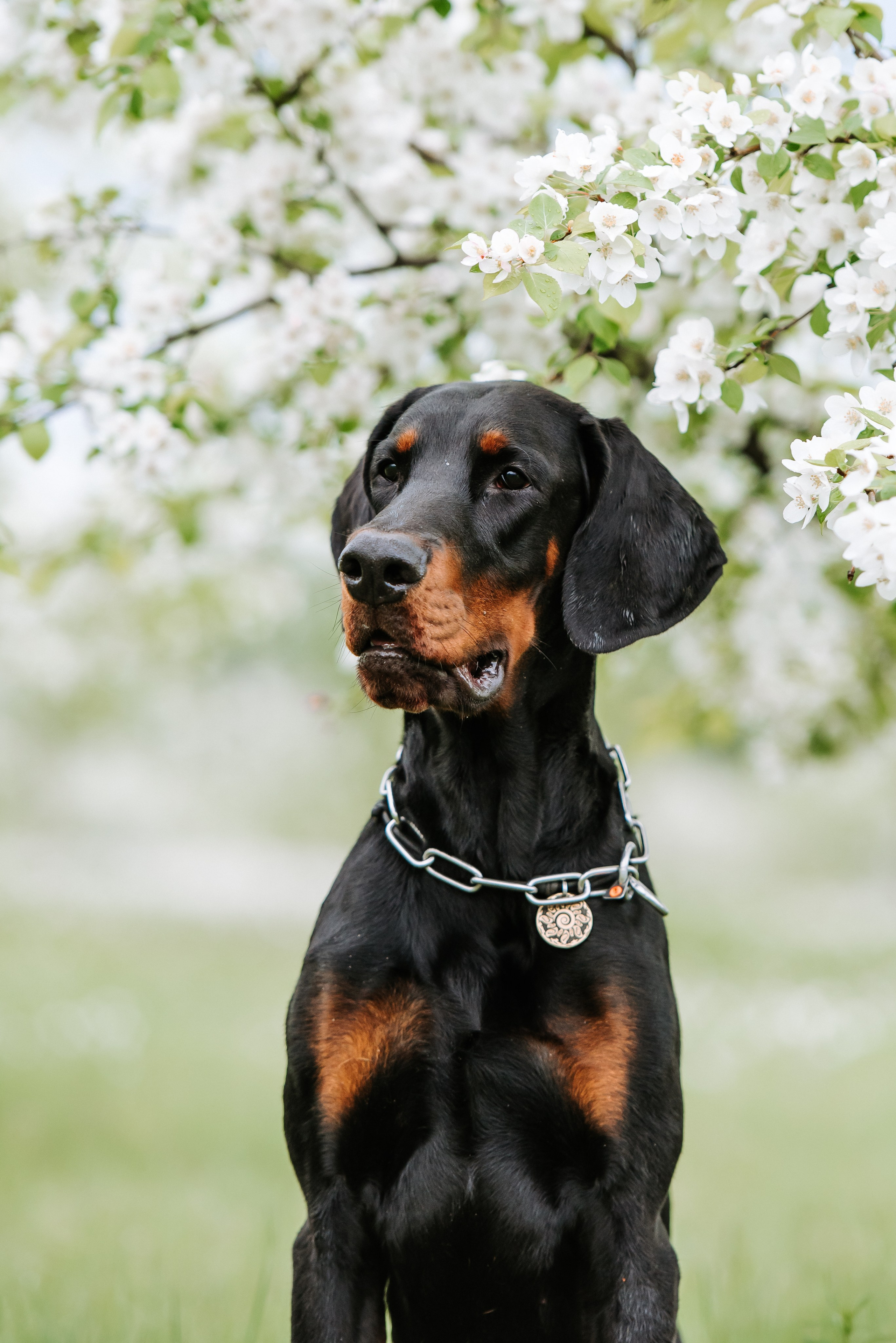 Цветение с доберманами. Фотограф Диана Оленина Красноярск / Братск