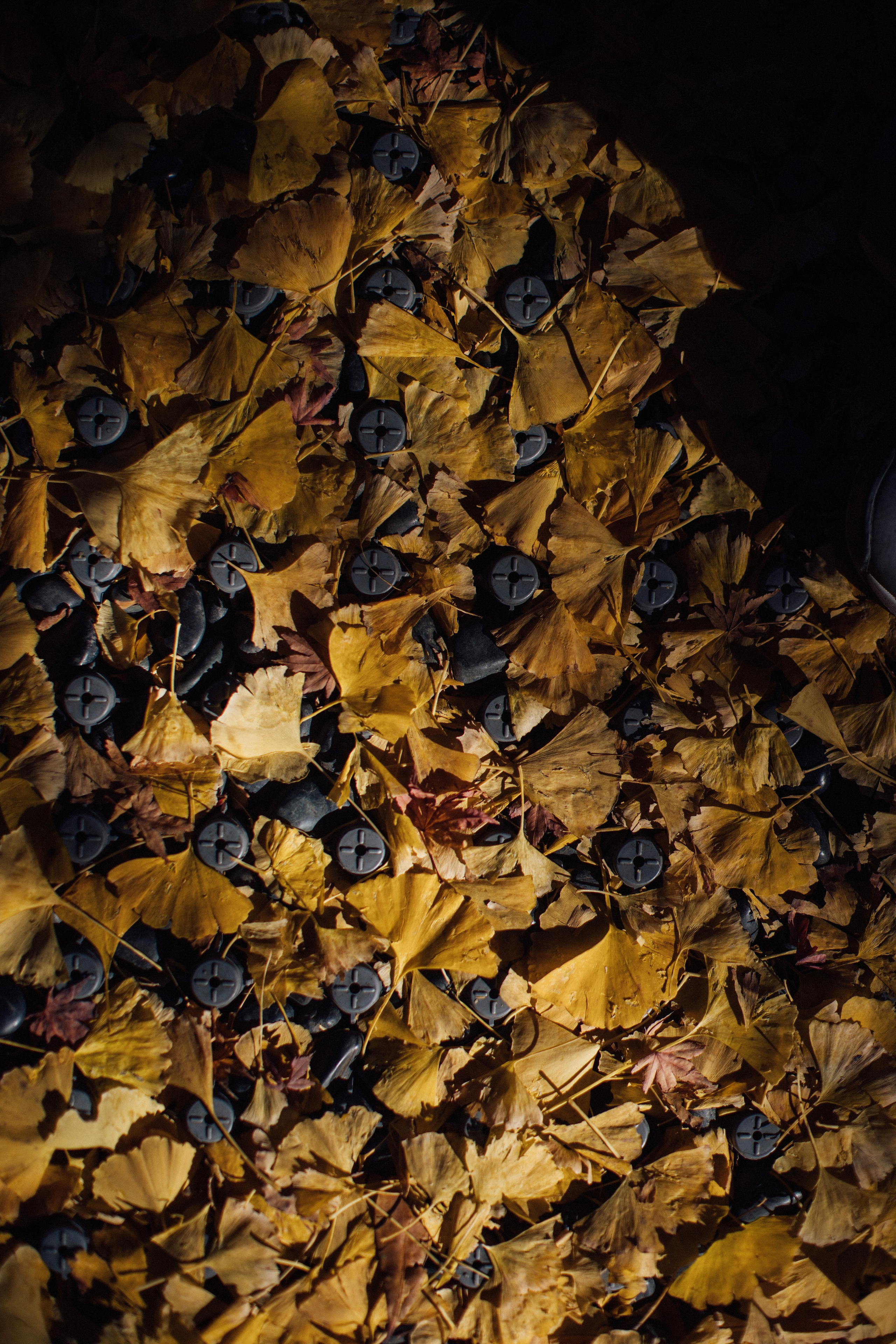 Япония. Главная