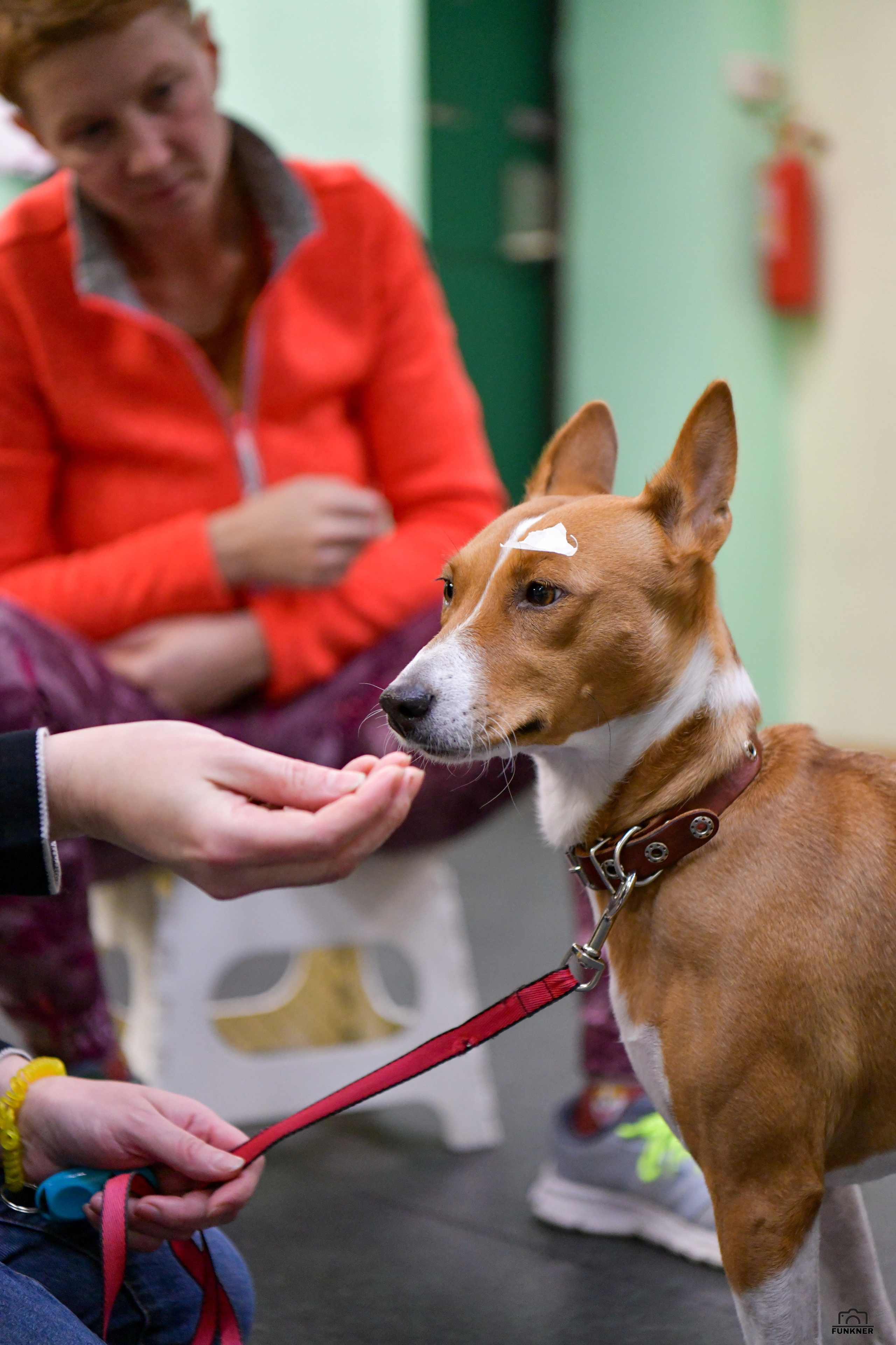 Кинологический клуб «Бодрый хвост». Свой взгляд через объектив