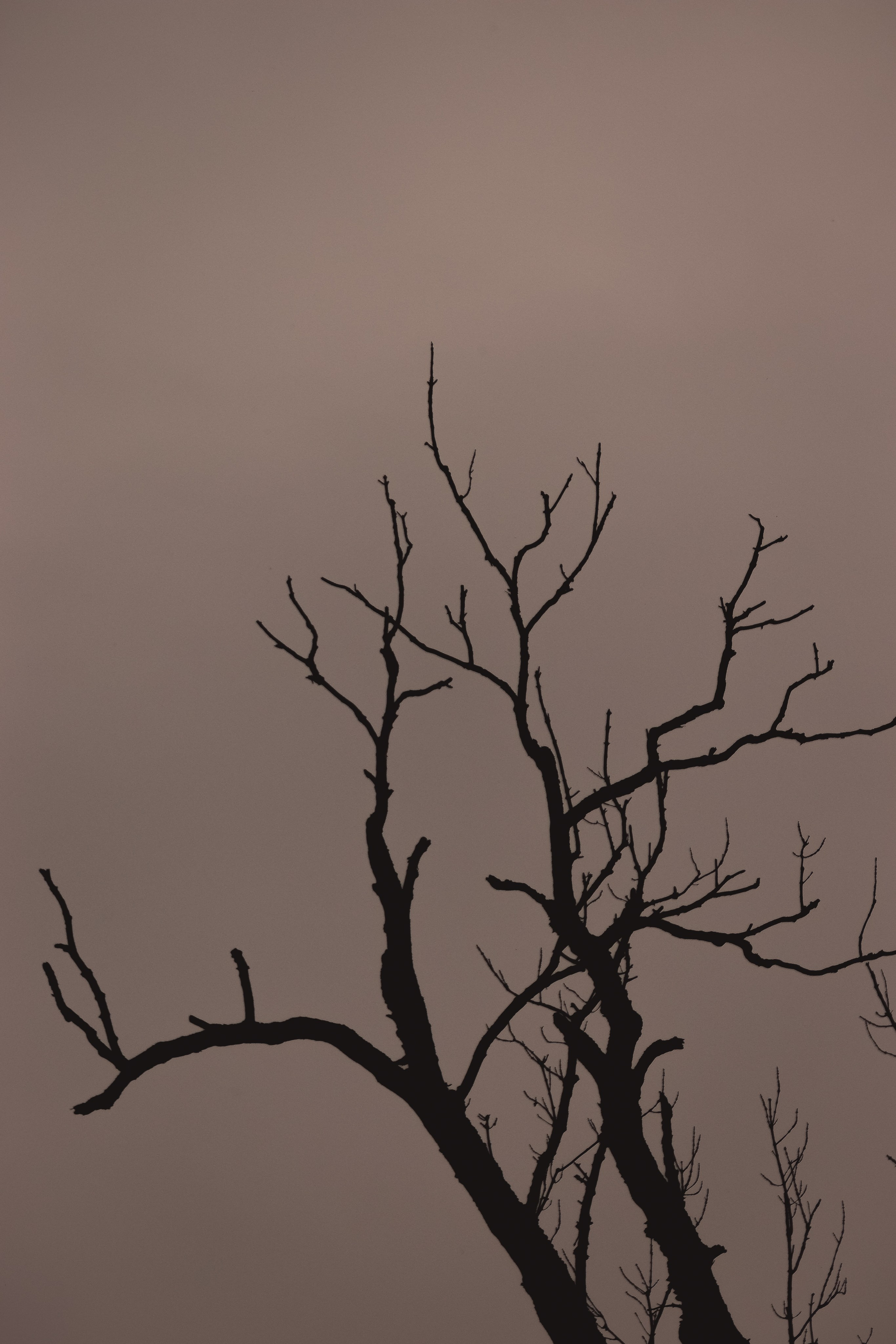 С Е П И Я. — Digital Noise —