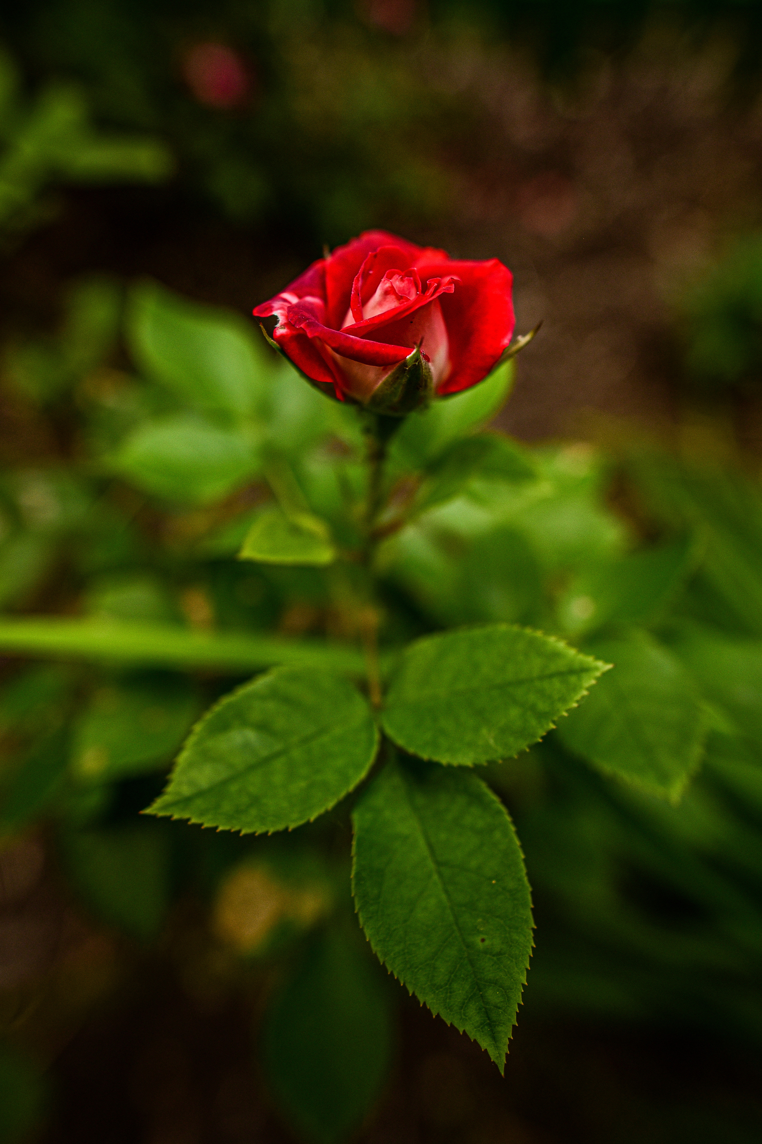 Природа. Семейный и свадебный фотограф в Донецке Донская Анастасия