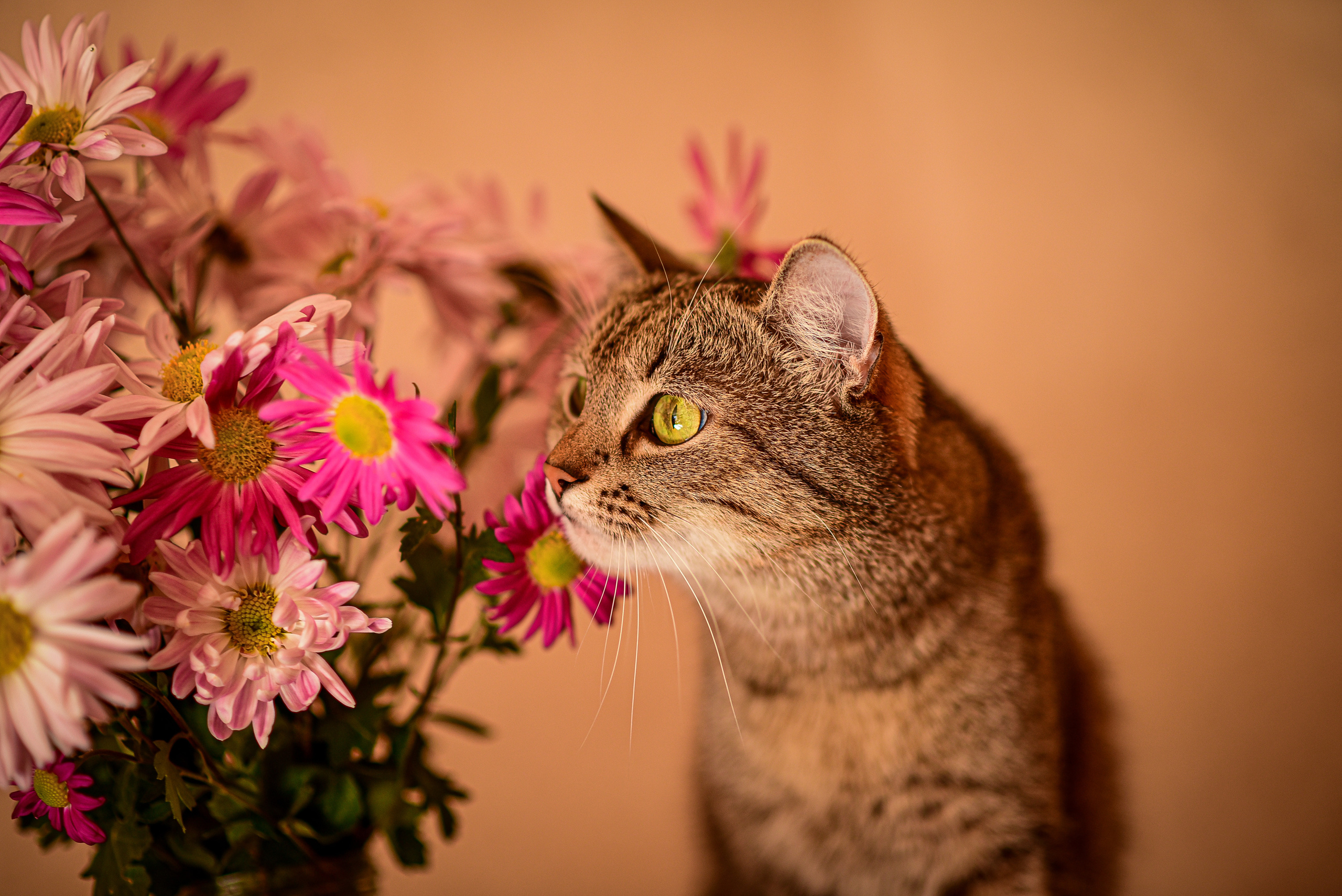 Животные. Семейный и свадебный фотограф в Донецке Донская Анастасия