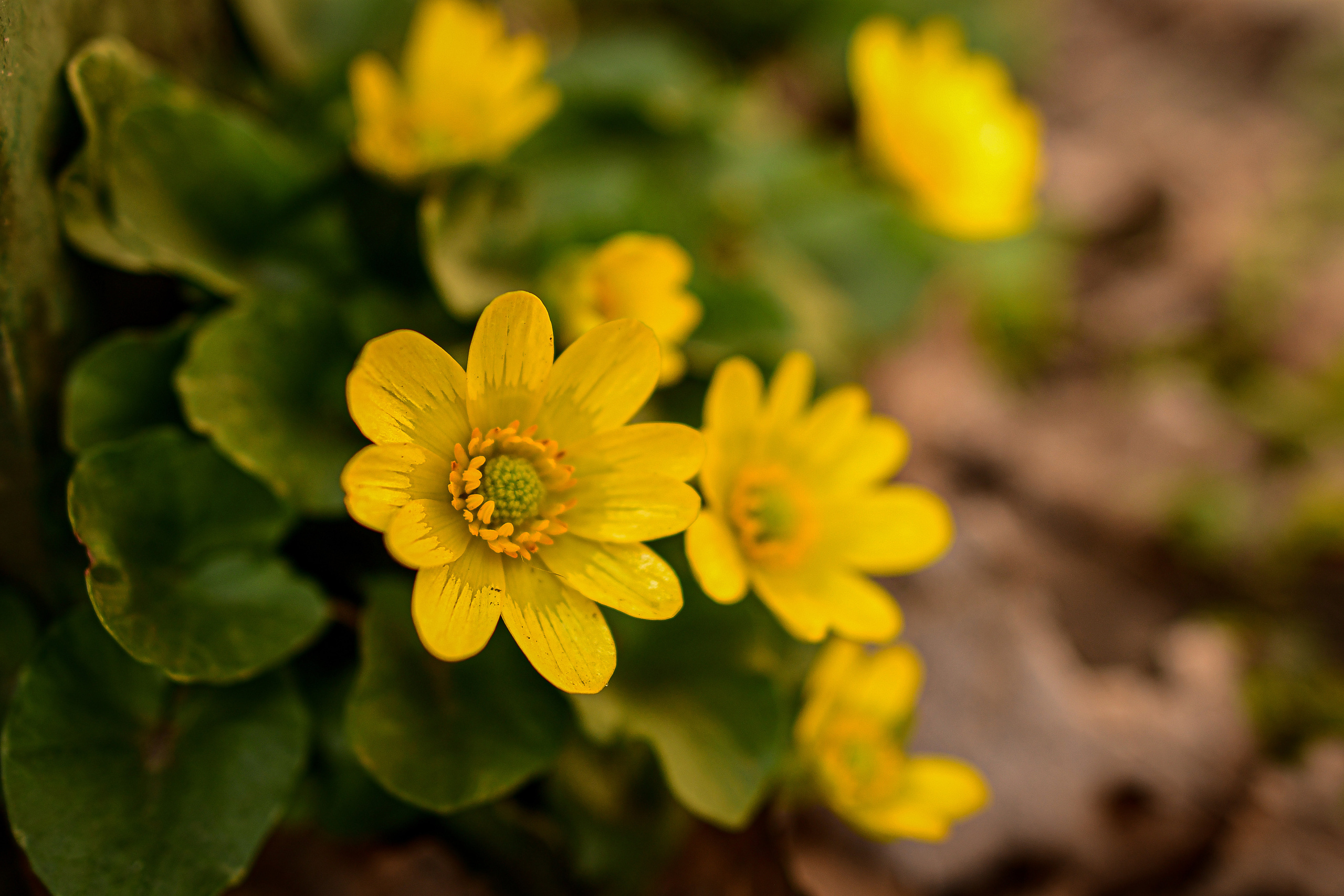 Природа. Семейный и свадебный фотограф в Донецке Донская Анастасия