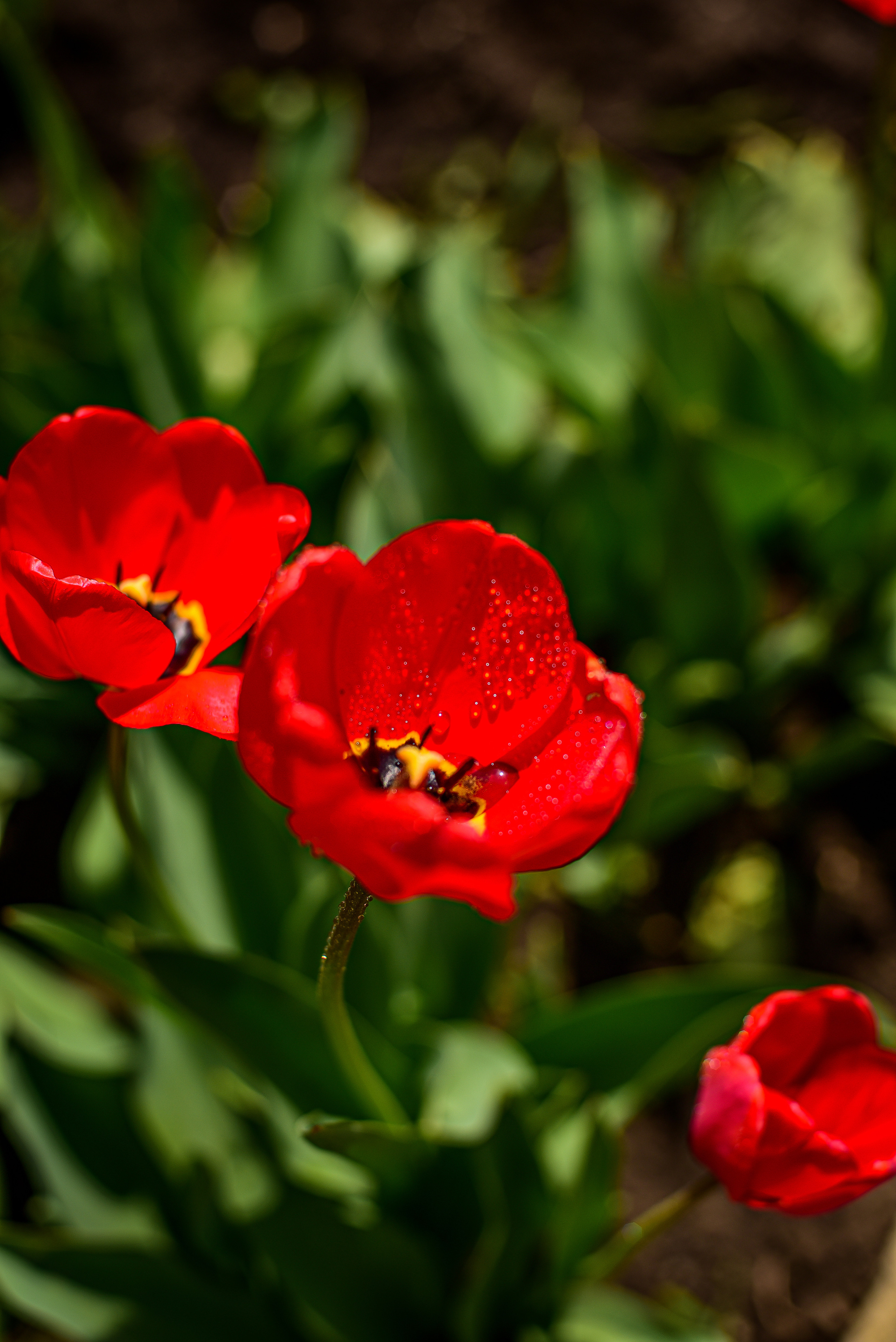 Природа. Семейный и свадебный фотограф в Донецке Донская Анастасия